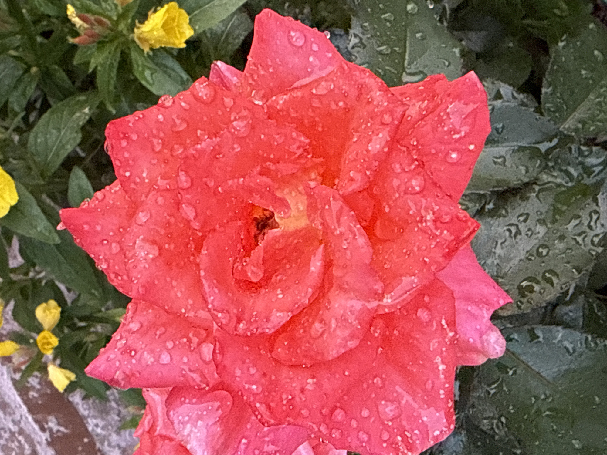 A close-up shot features a vibrant, dew-kissed pink rose as the central subject. The rose's petals are layered and unfurled, showcasing a rich crimson hue. Numerous water droplets cling to the petals, creating a glistening effect and highlighting the texture. In the background, blurred green foliage serves as a natural backdrop, interspersed with small yellow flowers, adding subtle pops of color. The overall scene is outdoors, suggesting a garden setting, possibly in Kazan, Russia, given the request's context, though no specific landmarks are identifiable. The lighting is soft, indicating it could be early morning or after a light rain. There are no people or animals present in the image.