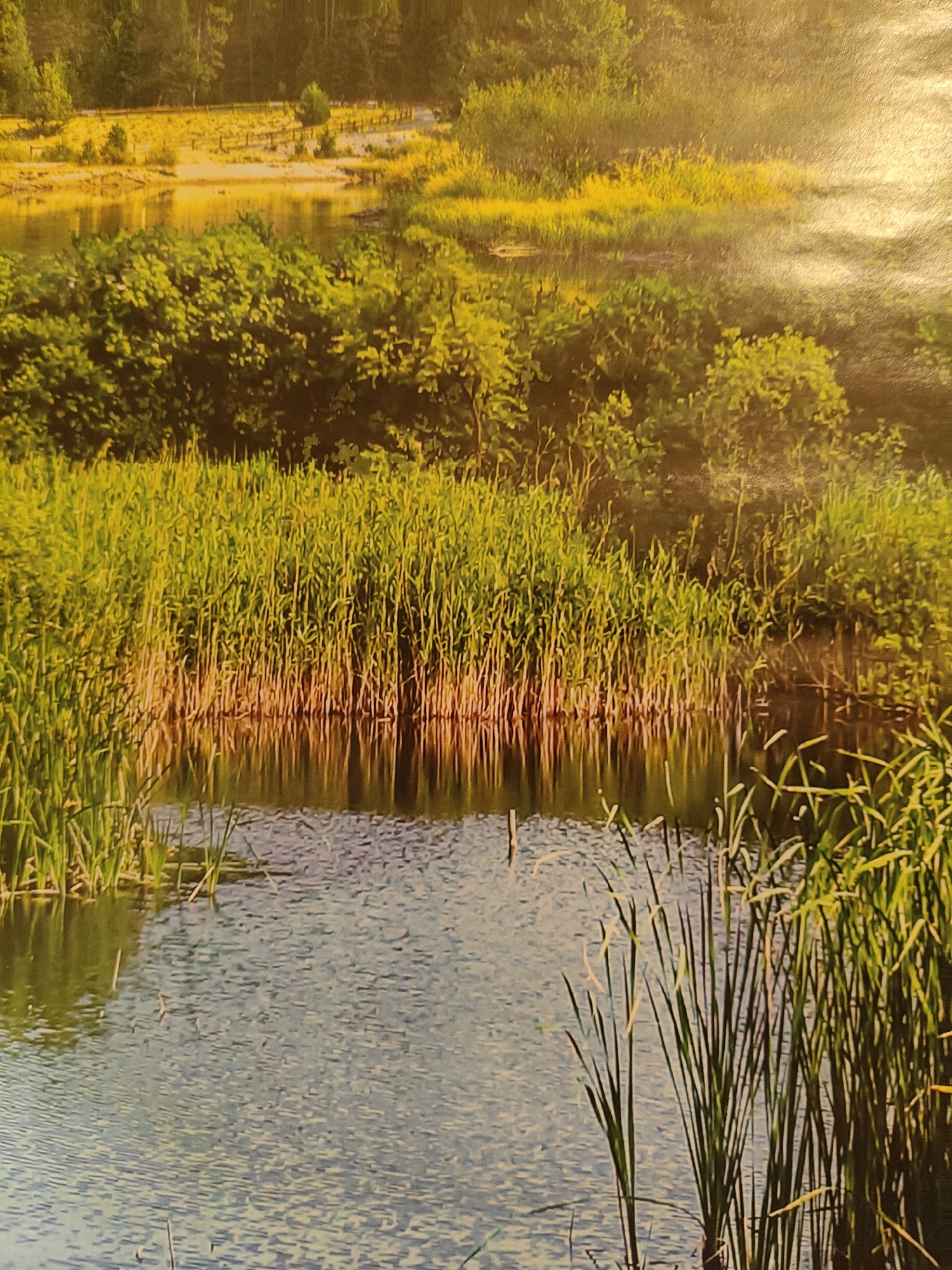The image depicts a serene natural landscape. A body of water, likely a pond or a slow-moving river, occupies the foreground and midground, with ripples disturbing its surface. Tall reeds and marsh grass grow densely along the water's edge, their reflections shimmering in the water. Beyond the reeds, lush green foliage, possibly trees and bushes, forms a thick wall of vegetation. In the background, a brighter area suggests a clearing or a sunlit bank, with hints of a fence line and scattered vegetation. The overall impression is one of a tranquil wetland environment, bathed in natural light, possibly during dawn or dusk given the warm tones. There are no visible people or animals in the scene.