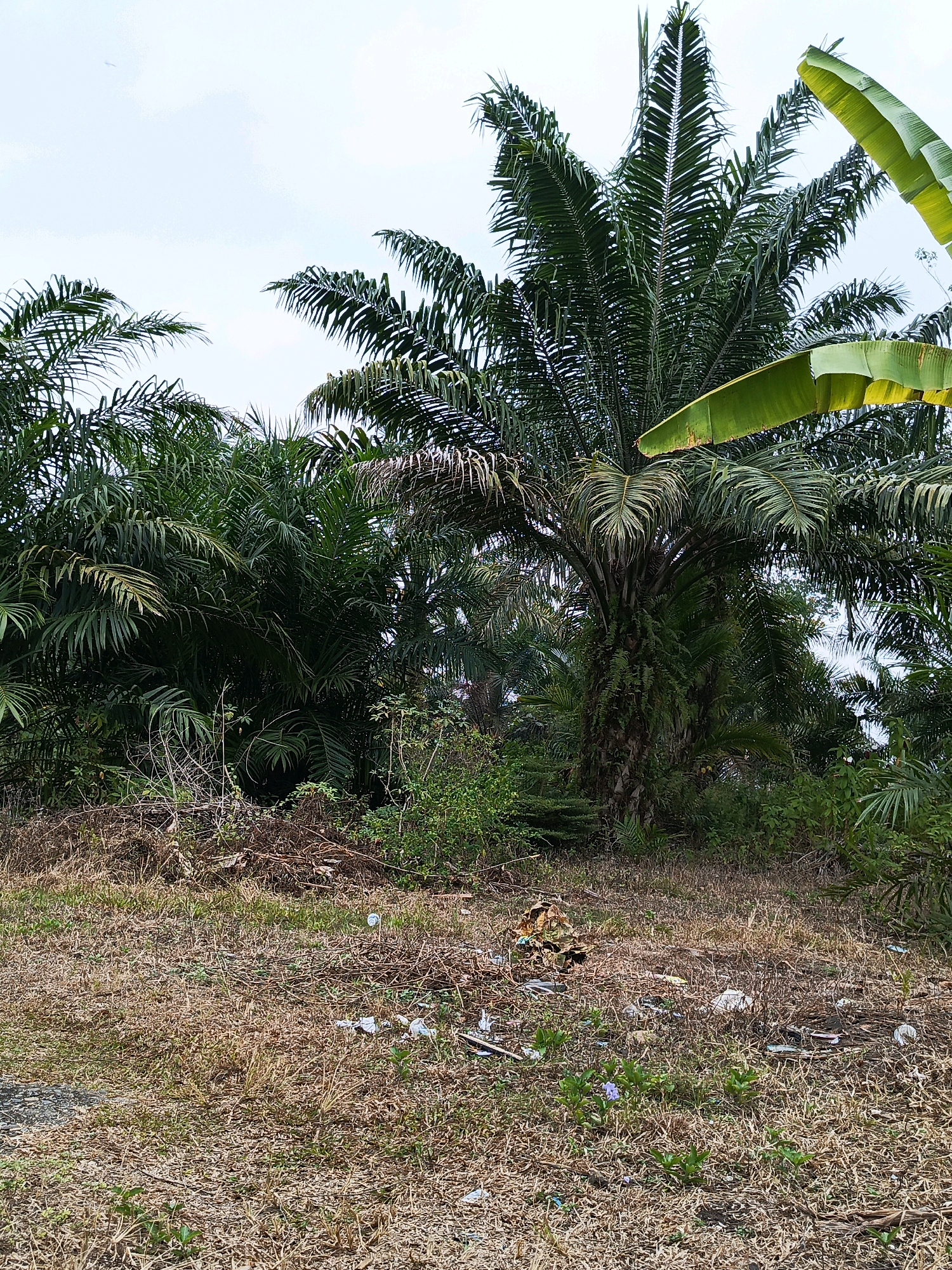 The image shows a clearing in a tropical area with several palm trees and lush green foliage. In the foreground, there is dry, light brown grass with scattered debris, including white and colored plastic pieces, and some dried leaves. A small purple flower is visible in the grass. Behind the clearing, dense green vegetation, including palm trees, dominates the scene. The sky is overcast with a light, pale blue hue. There are no people or animals visible in the image. The environment suggests a rural or semi-rural outdoor setting, possibly an oil palm plantation, given the prevalence of palm trees. The presence of litter indicates a potential human impact on the environment. The scene does not provide specific clues to pinpoint an exact location within Wonosari, Indonesia, beyond the general tropical climate indicated by the vegetation.