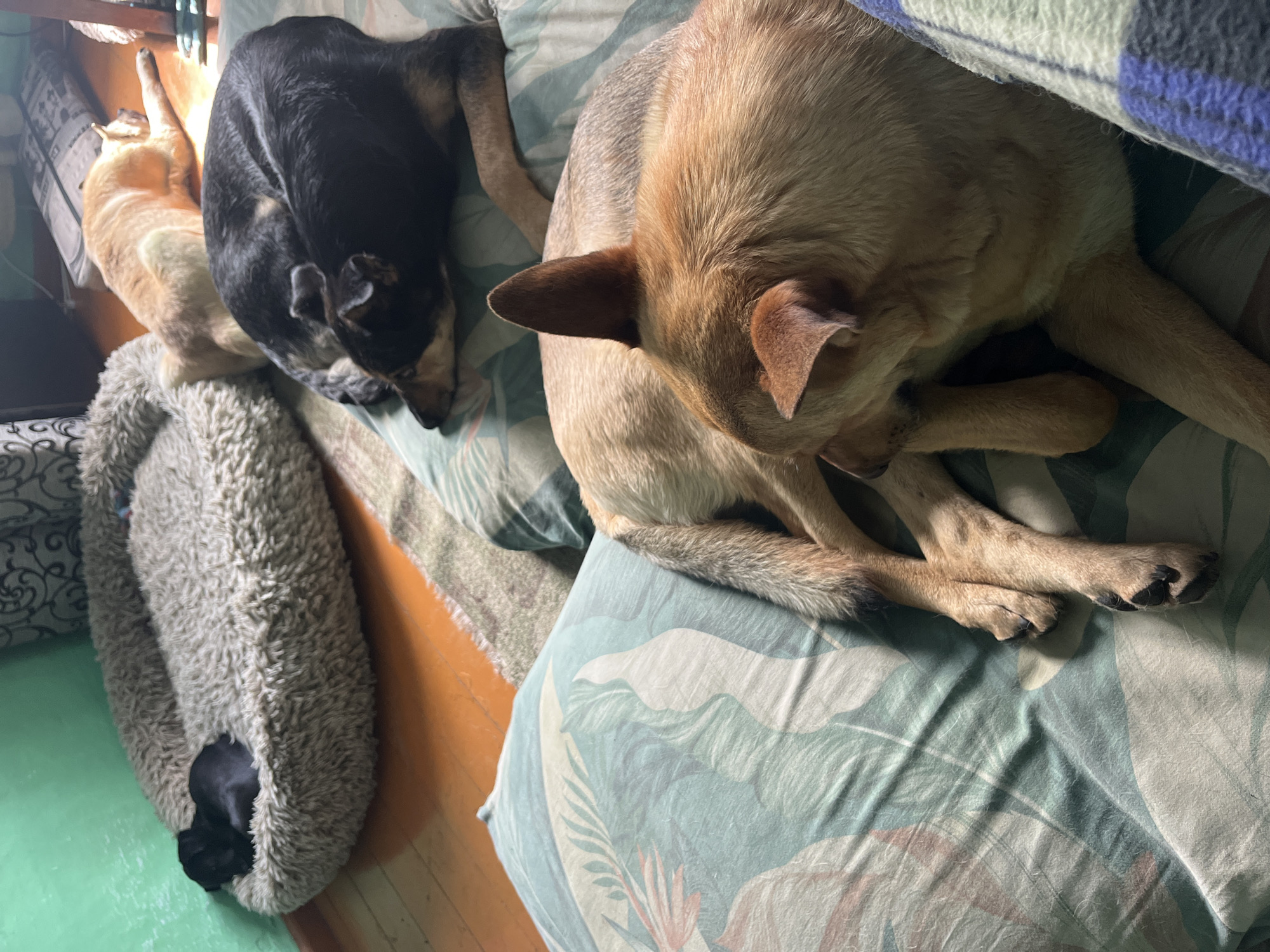 A black puppy sleeps curled in a fluffy dog bed. Nearby, a tan dog rests its head on a pillow with a botanical print. Behind them, a black and tan dog sleeps curled in a ball on a rug. Further back, another tan dog lies on the floor. The room has green walls and wooden floors, and a plaid blanket is visible. The scene is indoors, likely a home, and does not contain any identifiable landmarks of Nizhny Tagil, Russia.