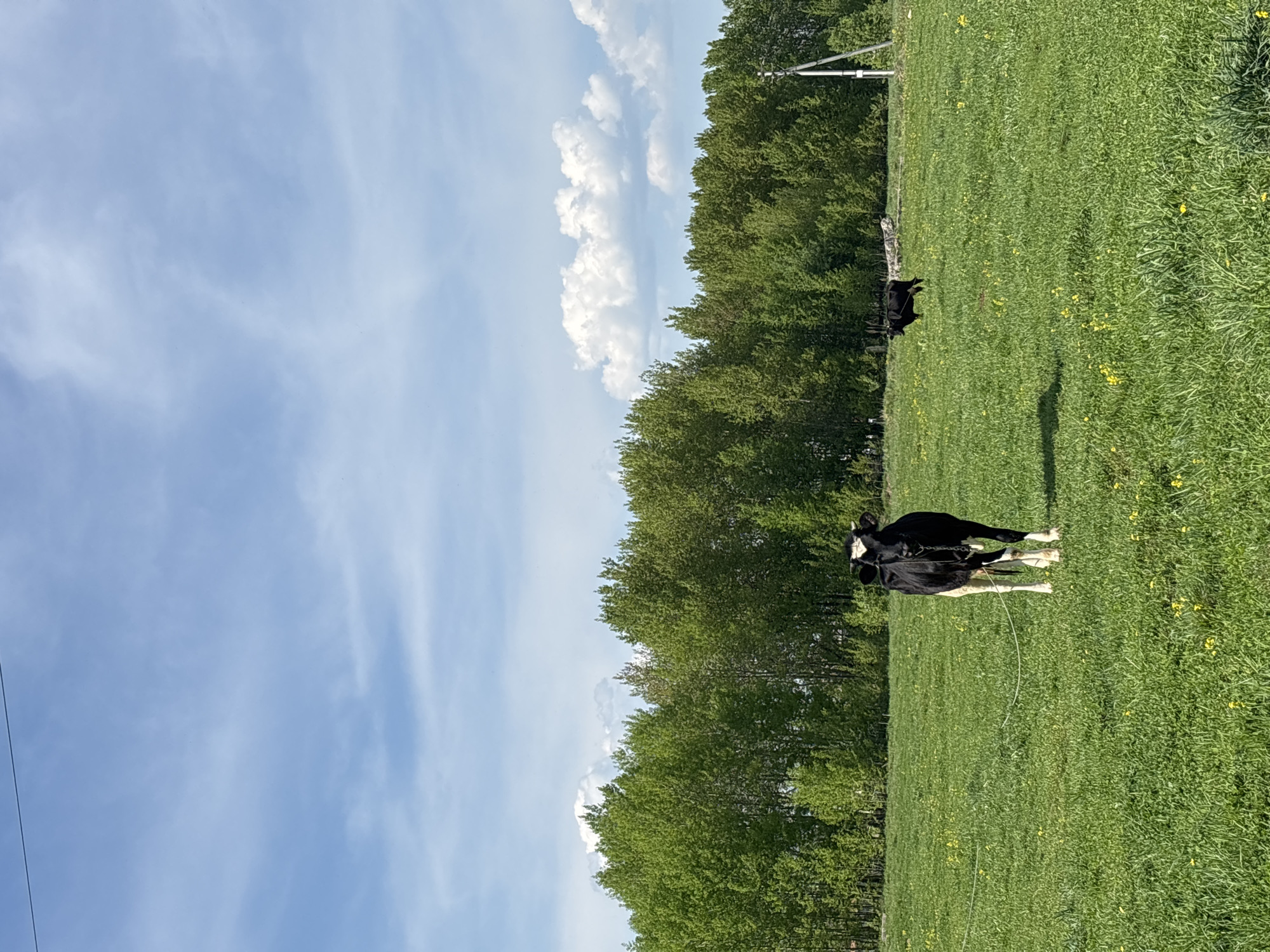 A horizontal medium shot captures a rural scene under a partly cloudy sky. A field of green grass, dotted with small yellow flowers, occupies the lower right. A line of trees forms a boundary between the field and the sky. Two black and white cows graze in the field. Overhead power lines are visible in the upper right. The location is not identifiable as the city of Sylva, Russia based on the image content.
