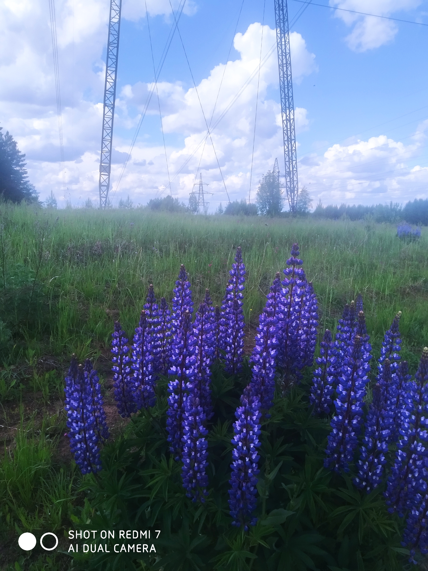 The image captures a field of vibrant purple lupine flowers in a meadow-like setting. Tall metal electrical towers rise in the background, supporting overhead power lines against a sky dotted with white clouds. There appears to be a treeline at the horizon. The photograph includes a watermark indicating it was taken with a Redmi 7 AI Dual Camera. Based on the presence of lupine flowers and the architectural style of the power line towers, the image is consistent with the location being near the city of Chaikovsky, Russia.