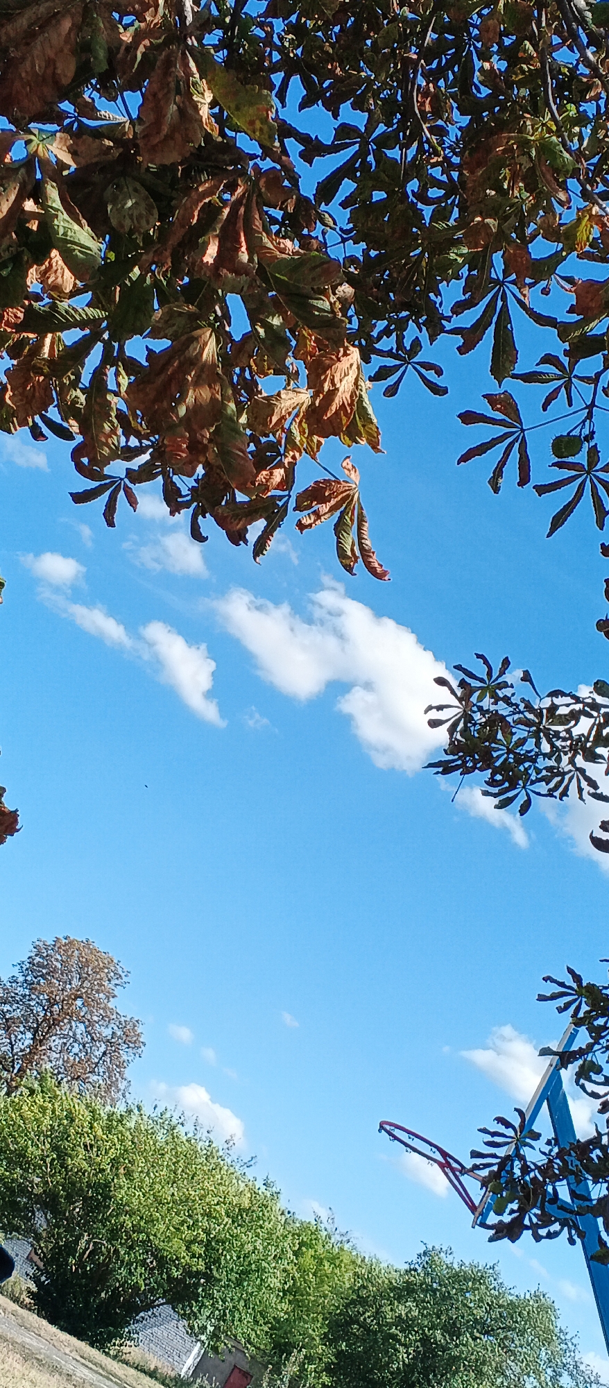 The image depicts an outdoor scene with a clear blue sky dotted with sparse white clouds. In the foreground, the branches of a tree with partially browned leaves frame the upper portion of the view. Below the sky, lush green foliage is visible, with a brown-leafed tree further in the background. A brick building with a red door is partially obscured by the greenery. To the right, a portion of a blue structure, possibly part of a playground or sports facility, is visible, along with a red hoop. The overall impression is a daytime scene in a park or recreational area within the city of Smila, Ukraine.