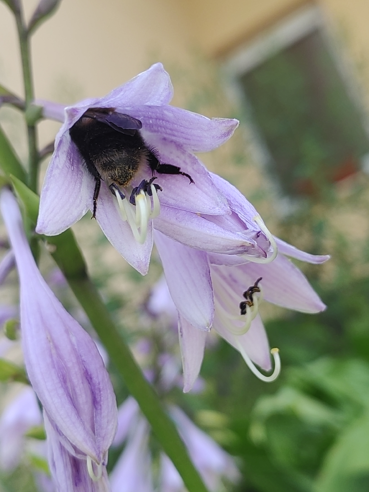 A close-up shot captures a bumblebee nestled inside a pale purple hosta flower. The bumblebee, with its fuzzy black and yellow body, is partially obscured by the flower's petals, with its head deep inside. The flower's delicate structure, with its bell-shaped blossoms and pale green stamens, is clearly visible. The background is softly blurred, showing hints of greenery and a building, suggesting an outdoor setting, possibly in a garden within the city of Hrodna, Belarus.