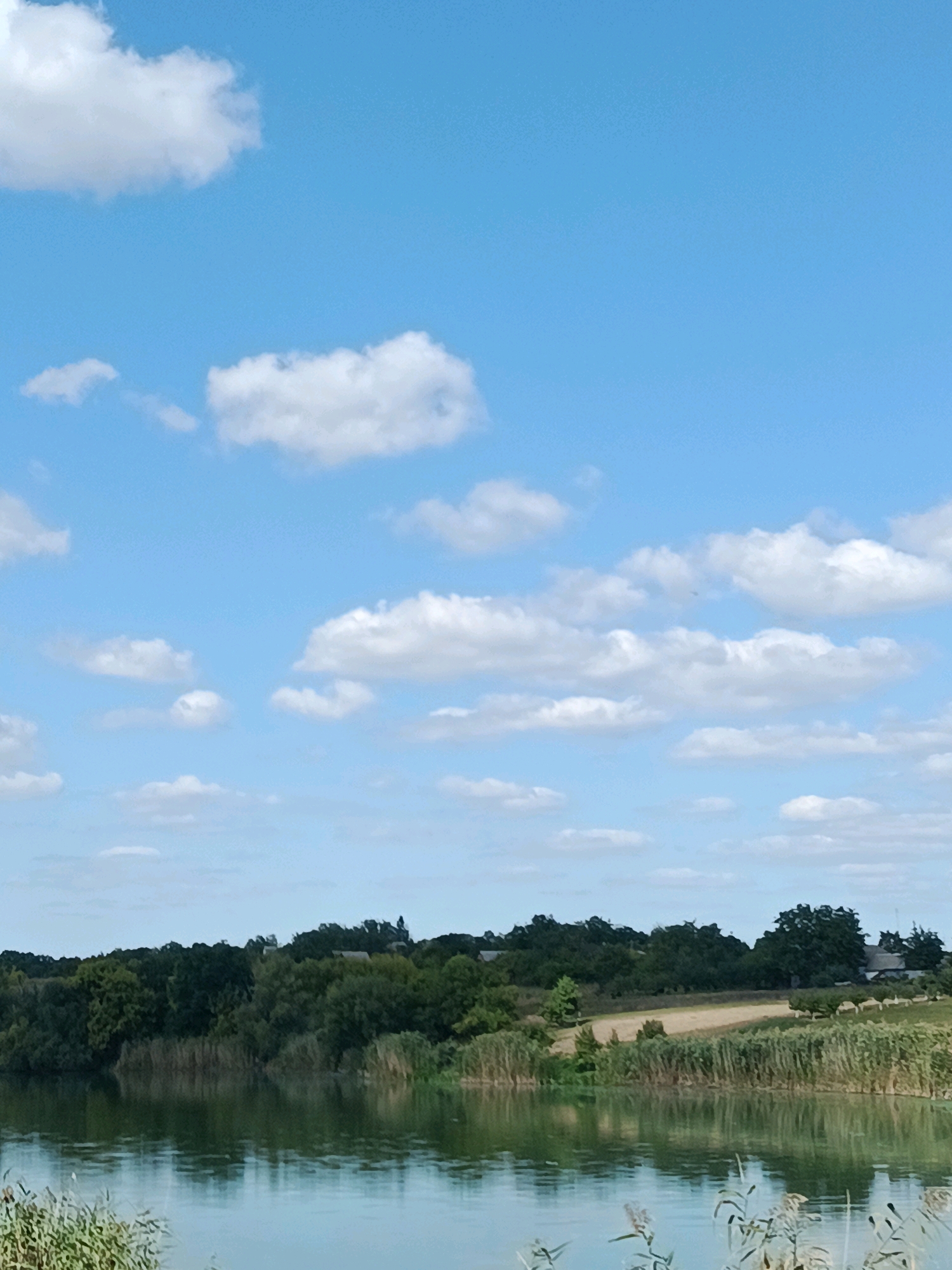 The image depicts a serene natural landscape, likely near the city of Popivka, Ukraine, dominated by a calm body of water in the foreground reflecting the sky. The water is bordered by a dense line of reeds and tall grass, transitioning into a lush green treeline composed of various deciduous trees. Beyond the trees, a gently rolling landscape is visible, with patches of dry grass or fields and scattered trees. Several buildings with dark roofs are discernible in the distance, nestled among the trees, suggesting a rural or semi-rural settlement. The sky is a clear, bright blue, dotted with numerous fluffy white cumulus clouds. The overall scene conveys a peaceful, sunlit day in the Ukrainian countryside.
