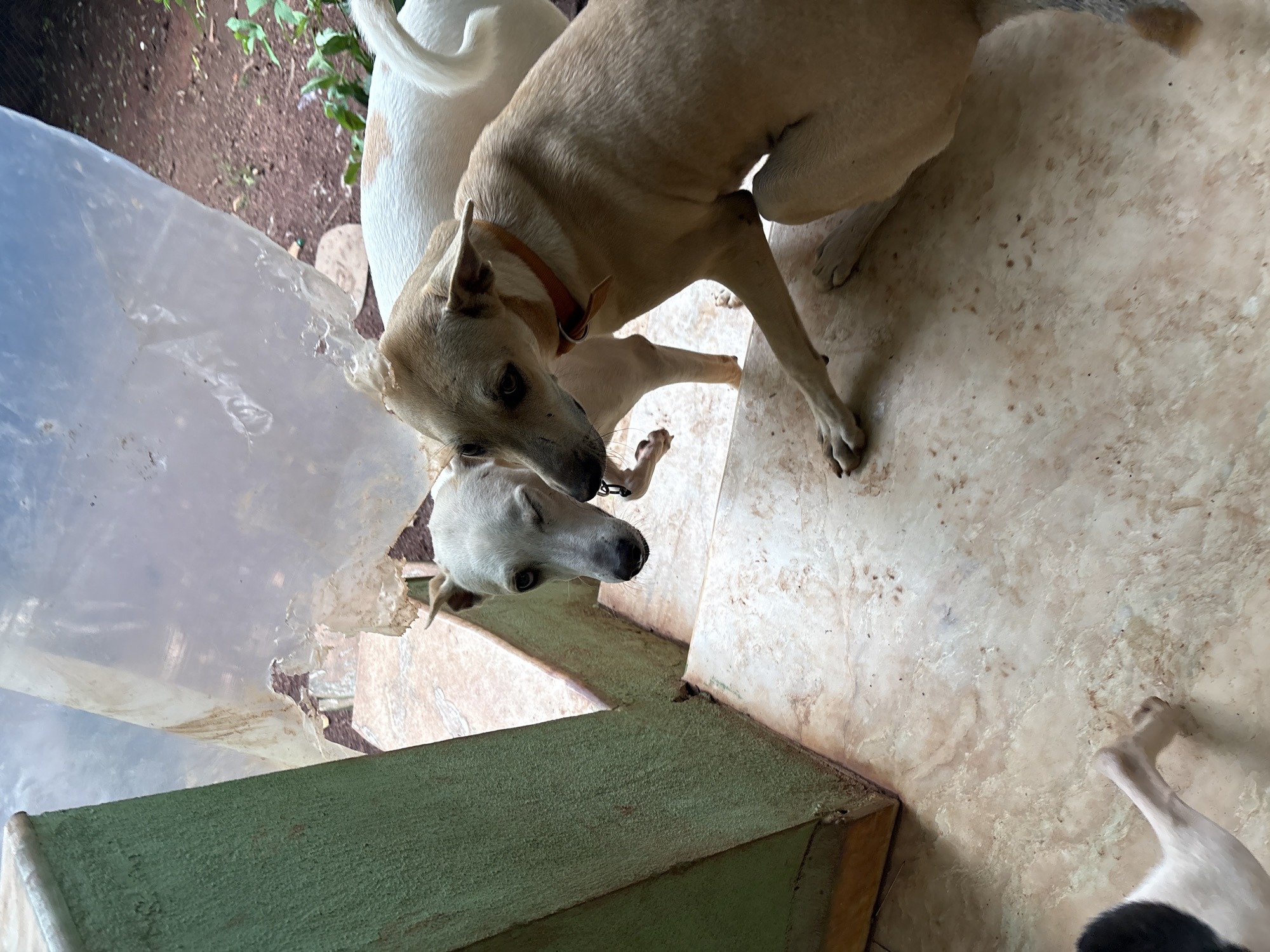 The image shows four dogs on a tiled stairway and floor. Two dogs are in focus on the stairs, with one white dog winking and a tan dog with an orange collar looking down. Behind them, a white dog with a brown patch on its back is visible. In the foreground, a black and white dog's leg is visible on the floor. The environment appears to be an outdoor or semi-outdoor space with a weathered green structure to the left and a partially covered area with a torn plastic sheet above the dogs. The ground is a mixture of reddish soil and greenery. The overall scene suggests a casual, perhaps domestic, setting.