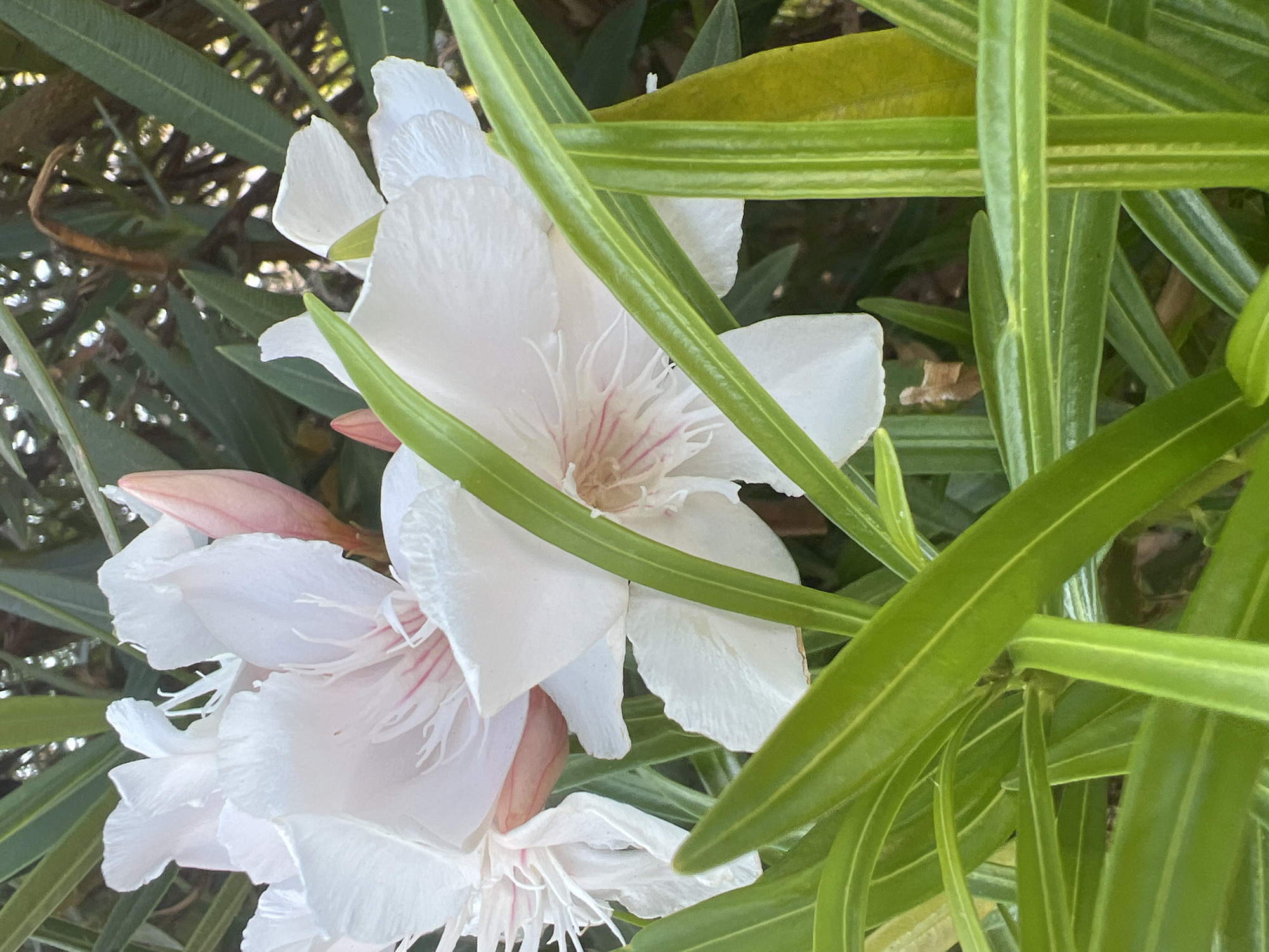 The image is a close-up, eye-level shot of white oleander flowers with pink streaks in their centers, nestled amongst the plant's long, green leaves. Some of the flowers are in full bloom, showcasing their delicate, ruffled petals and intricate stamens. One unopened bud, a soft pink hue, is visible on the left side of the frame. The leaves are long and slender, with a glossy texture and prominent veins, forming a dense canopy that partially obscures the flowers. Sunlight filters through the leaves, creating highlights and dappled shadows. The background is a blur of green foliage and hints of sunlight, suggesting an outdoor setting in a garden or natural environment. The overall impression is one of natural beauty and serene tranquility. There is no text visible in the image. The location is Or Akiva, Israel.