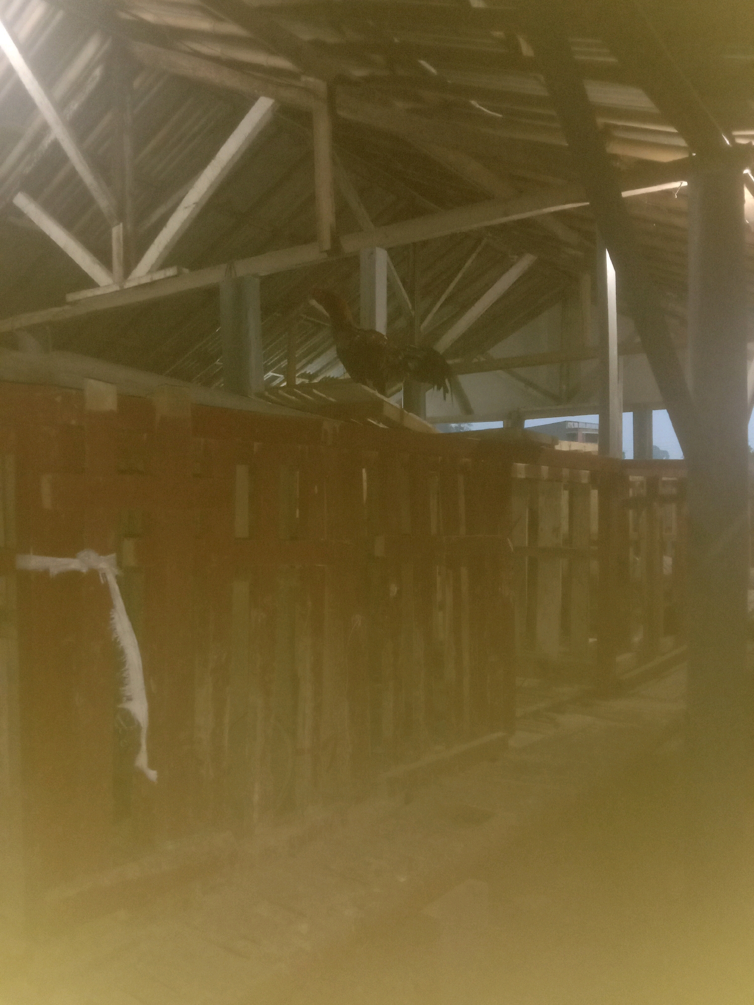 A rooster stands on a wooden beam within a dimly lit structure, possibly a coop or shed, in Sukanagalih, Indonesia. The structure has a prominent wooden roof supported by trusses and is partially enclosed by reddish-brown wooden planks. A white sack or cloth hangs on the left side of the enclosure. The overall lighting is poor, with a yellowish cast over the scene, suggesting it might be dusk or lit by artificial, low-quality lighting. The background shows glimpses of other structures and the sky.