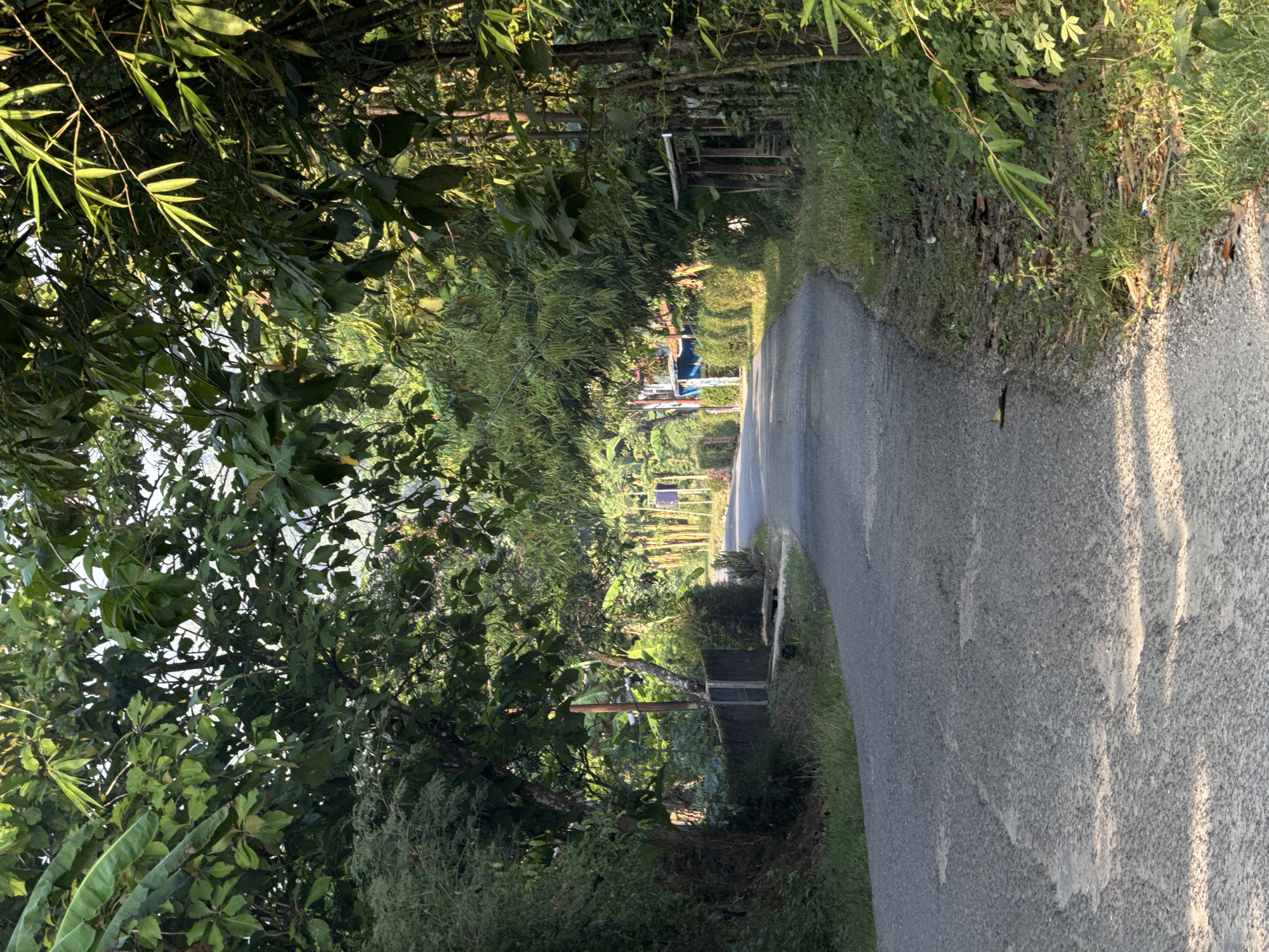 This is a vertical, eye-level, medium shot photograph of a paved, winding road in Alian, Indonesia. The road is bordered on both sides by dense green vegetation, including trees and bamboo. The sun casts dappled shadows on the road and surrounding foliage, indicating it is either early morning or late afternoon. There are no people visible in the image. On the left side of the road, there is a low concrete structure with a grate, possibly a drainage channel. Further in the distance, some small buildings with blue and brown roofs are visible, suggesting a residential area. The overall impression is one of a rural, tropical setting.