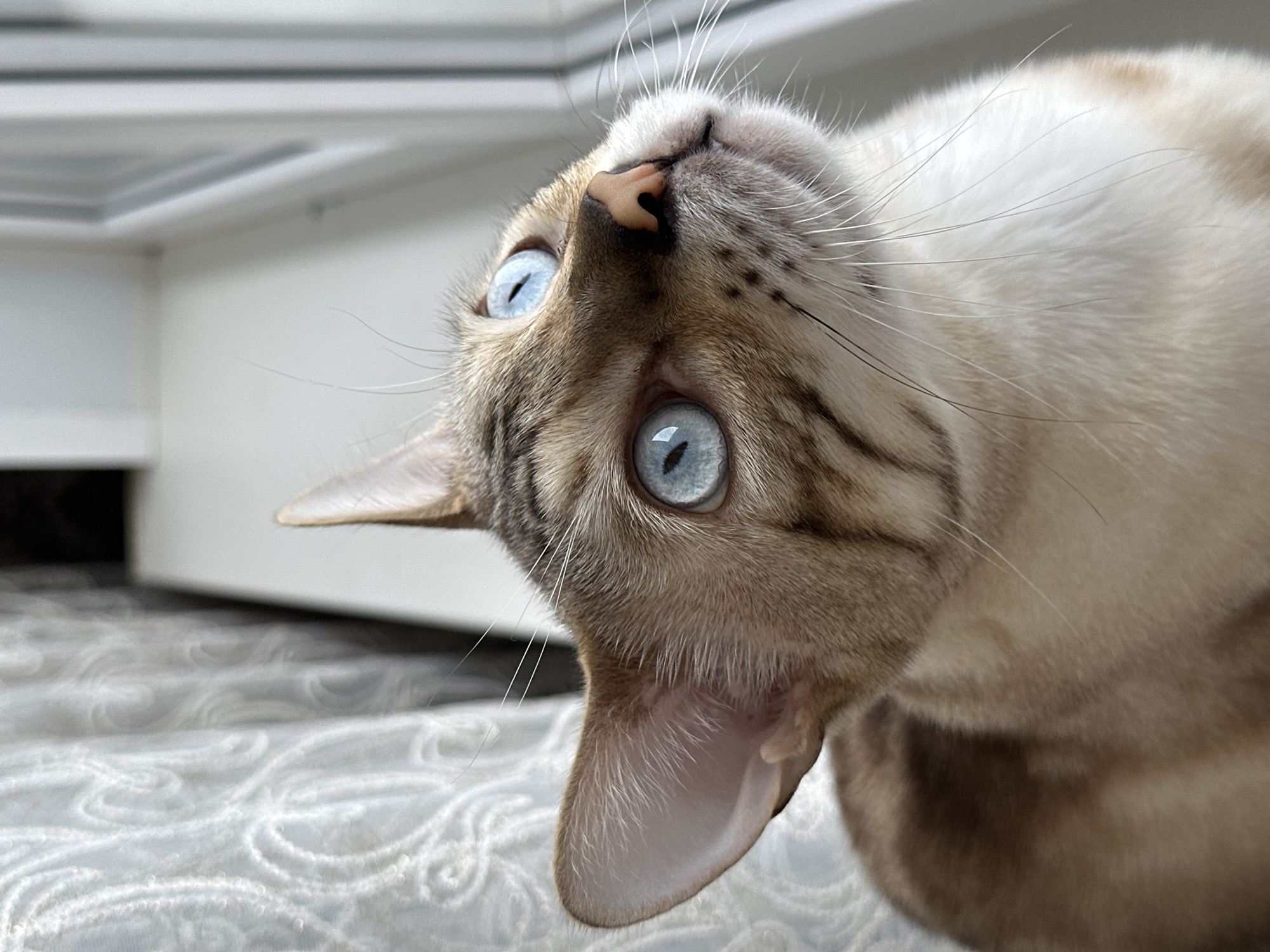 A close-up, eye-level shot shows a young cat with striking blue eyes, looking upwards and to the right. The cat's fur is a mix of light brown and white, with distinct tabby markings on its head and ears. Its nose is a light pinkish-brown, and its whiskers are long and delicate. The cat is positioned in front of a white windowsill, with sheer white curtains visible on the left side of the frame. The background is slightly blurred, suggesting a shallow depth of field. The image appears to have been taken indoors.