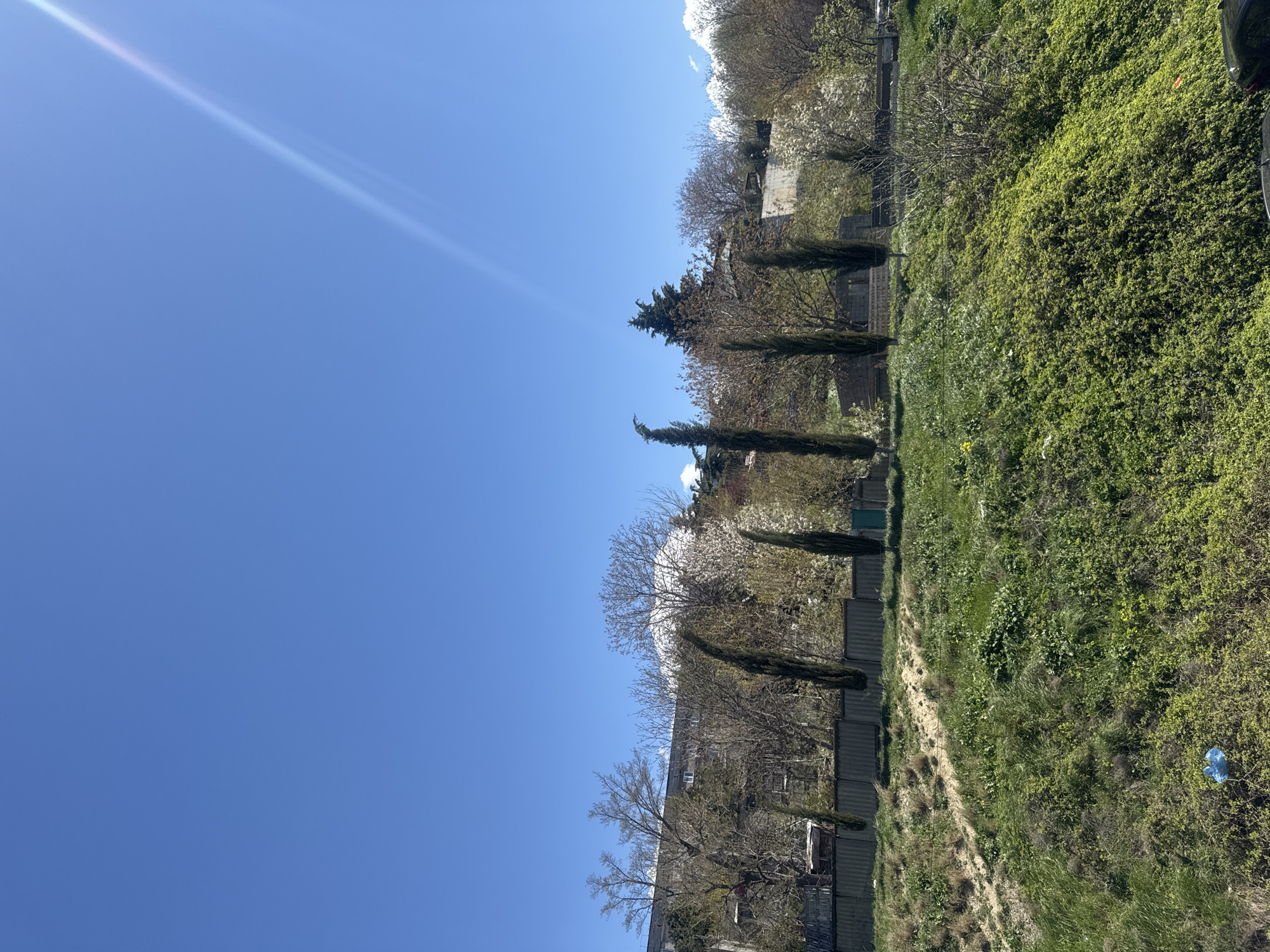 The image is a landscape oriented shot taken in Tbilisi, Georgia, likely in a residential area. The sky is a clear blue with a bright sunlight glare in the upper left portion of the frame. The foreground and center features a green hillside covered in grass, bushes, and some flowering plants. A line of tall, thin cypress trees stands along the crest of the hill. Behind the cypress trees, there is a mix of deciduous trees, some still bare and others blooming with white flowers, indicating spring season. Further back, the roofs and structures of buildings are visible amidst the trees. Along the lower left portion of the image, there is a view of a wooden fence with a glimpse of what appears to be the exteriors of residential buildings. A blue plastic bag is visible amongst the shrubbery on the hillside.
