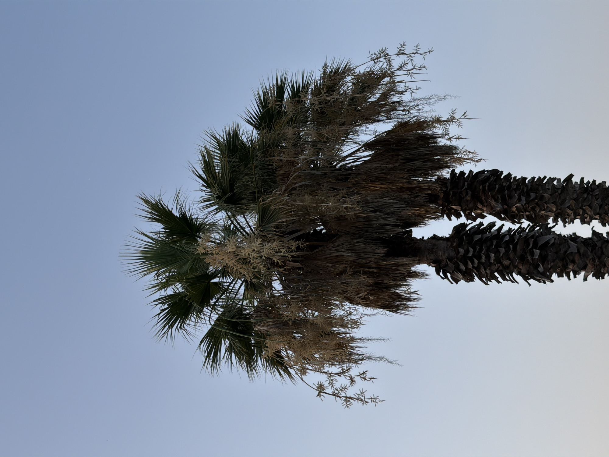 Two palm trees stand against a clear, pale blue sky, possibly at dusk or dawn. The trees are mature, with rough, dark bark and a dense canopy of green fronds. Numerous dry, wispy seed or flower stalks hang down from the fronds, some reaching far below the main foliage. The trunks of the trees are visible, showing their segmented, fibrous texture. The image is a close-up shot, focusing on the upper portions of the trees and the sky. There are no people or other objects visible in the frame, and no specific landmarks indicate the location within Alghero, Italy.