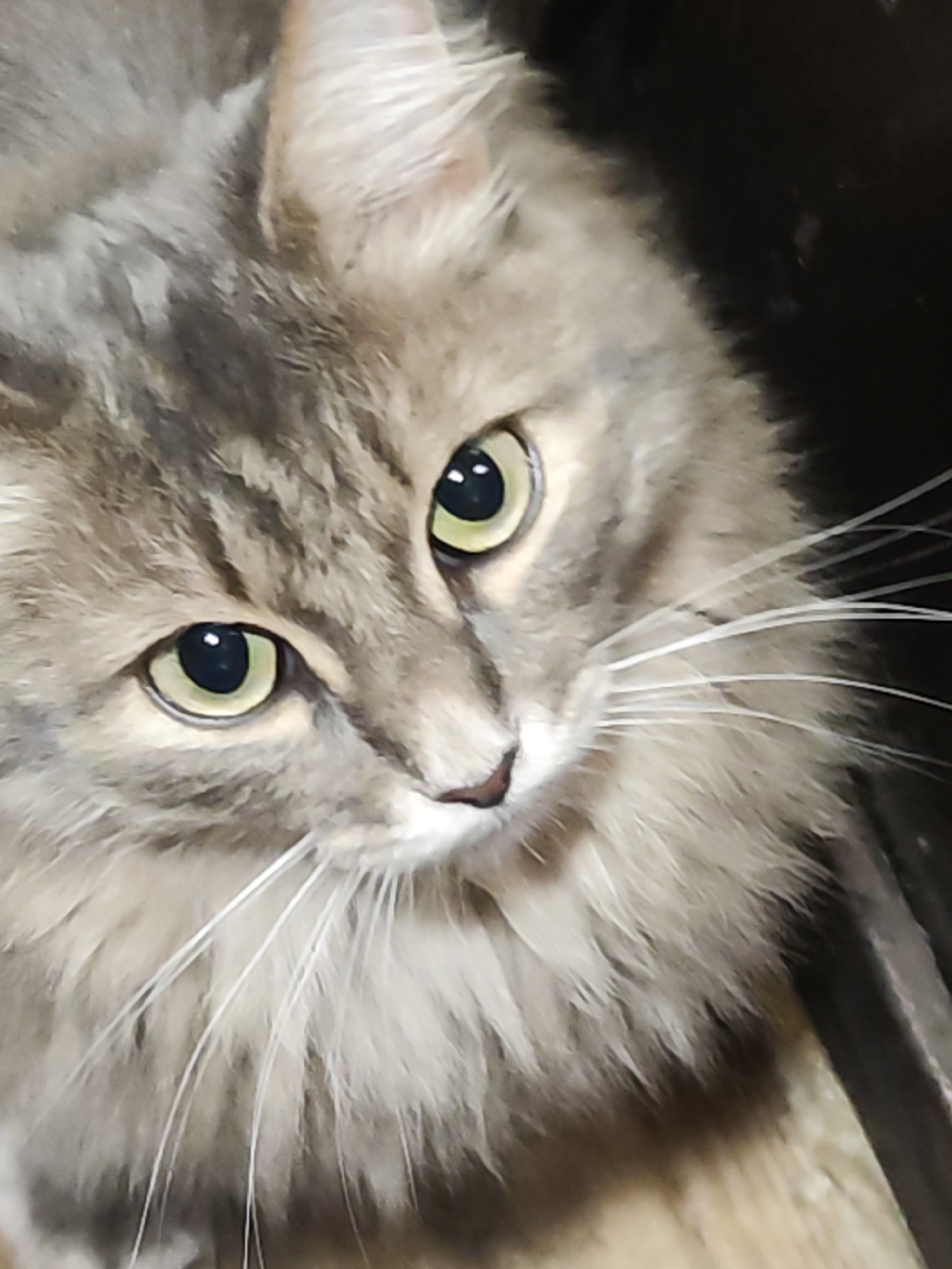 A close-up captures the face of a long-haired cat. The cat has gray fur with darker and lighter variations and is looking slightly to the left. Its eyes are yellowish-green with black pupils. The cat has a pink nose and long, white whiskers. The background is mostly dark and out of focus. There is no indication of location. The image does not give information that would verify location in Chaikovsky, Russia.