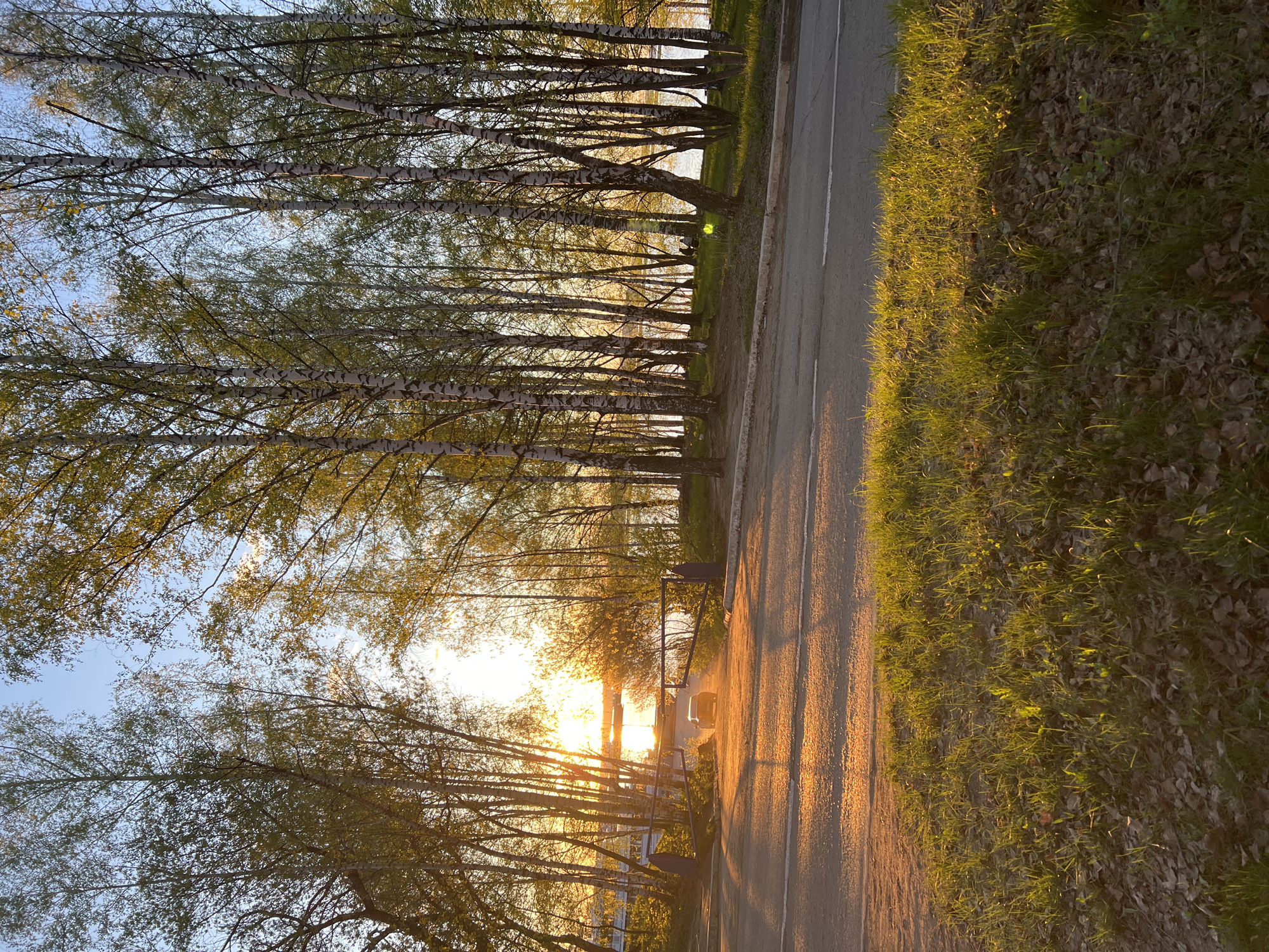 The image shows a road running alongside a row of birch trees in Chaikovsky, Russia. The sun is setting or rising, creating a bright glow visible through the trees and casting long shadows on the road and grass. The grass is a mix of green and brown, suggesting a transition between seasons. A body of water is visible in the background through the trees.