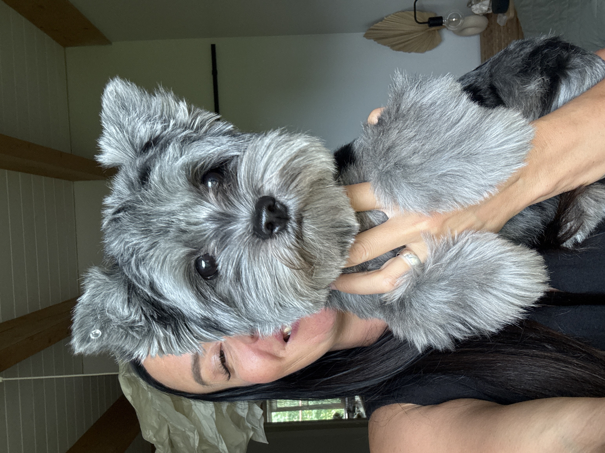 In a brightly lit indoor setting, possibly a living room with exposed wooden ceiling beams, a woman with long dark hair and a black top is holding a small grey dog. The woman is smiling and winking at the camera, her left eye visible and her right eye closed. The dog, which appears to be a Miniature Schnauzer, is mostly in focus and is looking directly at the camera with its ears perked up. The dog has a fluffy grey coat and a black nose. The woman's right hand is supporting the dog's body, and her left hand is holding its paw. She is wearing a ring on her left hand. In the background, a large, off-white lampshade is visible on the left, and a window with greenery can be seen behind the woman. On the right side of the image, a decorative dried fan-like object and a lamp with a clear bulb are placed on a surface, suggesting a decorative shelf or table. The overall impression is a casual, affectionate moment captured in a home environment. The location of Chaikovsky, Russia is not determinable from the visual information provided in the image.