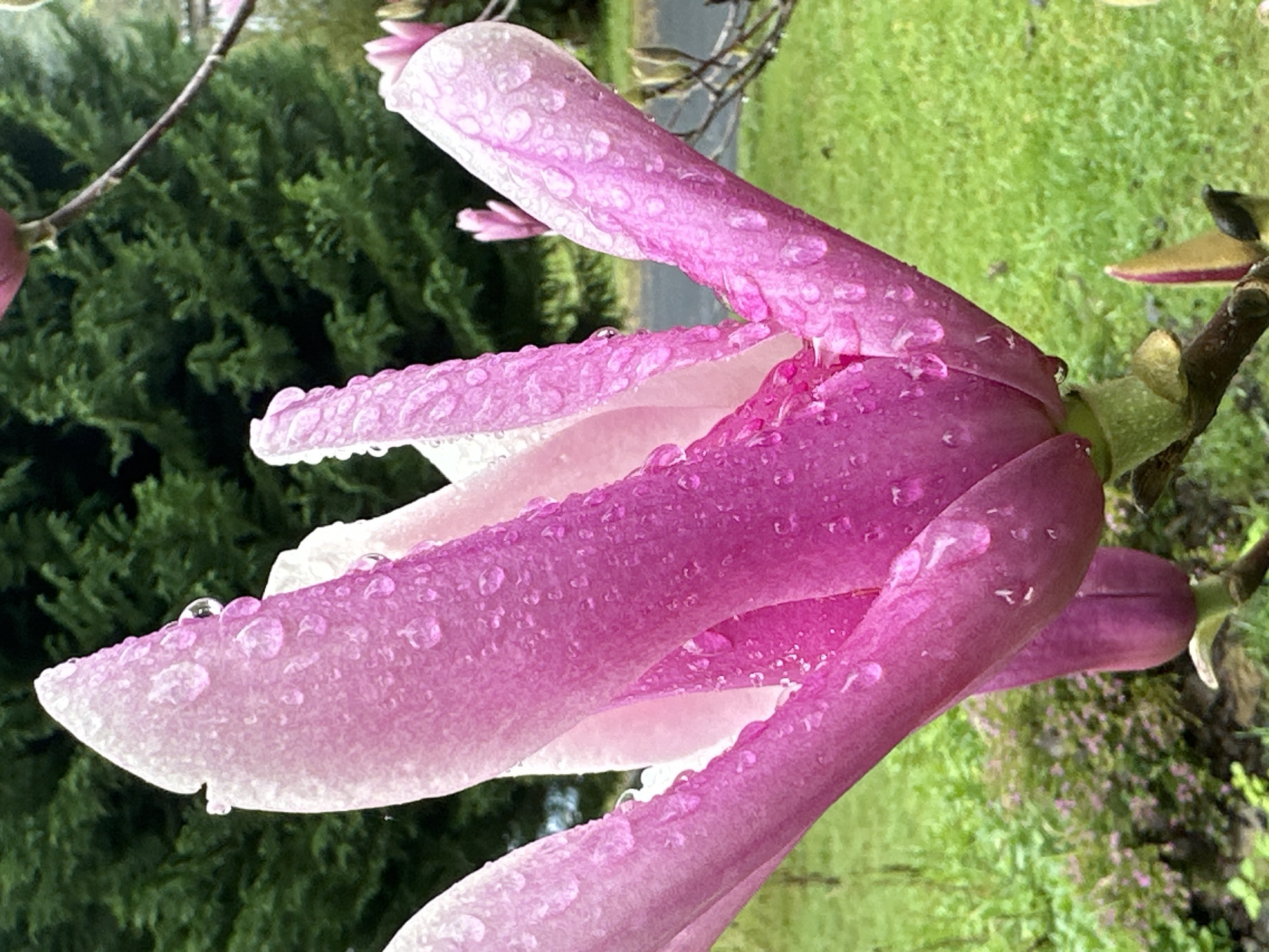A close-up, eye-level shot captures a vibrant pink magnolia flower in bloom, adorned with numerous glistening water droplets. The petals exhibit a gradient of color, transitioning from a deep pink at the base to a lighter, almost white hue at the tips. The flower is the primary subject, its delicate structure and the reflective quality of the water drops creating a sense of freshness and detail.
In the background, a lush green lawn stretches out, suggesting an outdoor setting. Behind the lawn, a dense evergreen tree provides a dark, textured backdrop, its foliage appearing slightly blurred due to the shallow depth of field. The environment is consistent with a garden or park setting. No people, animals, or specific man-made structures are prominently visible, though a hint of a paved surface, possibly a road or path, can be seen to the right of the flower. The overall lighting suggests an overcast or post-rain day, given the presence of water droplets and the diffused light. There is no indication of the specific location within Thora, Australia.