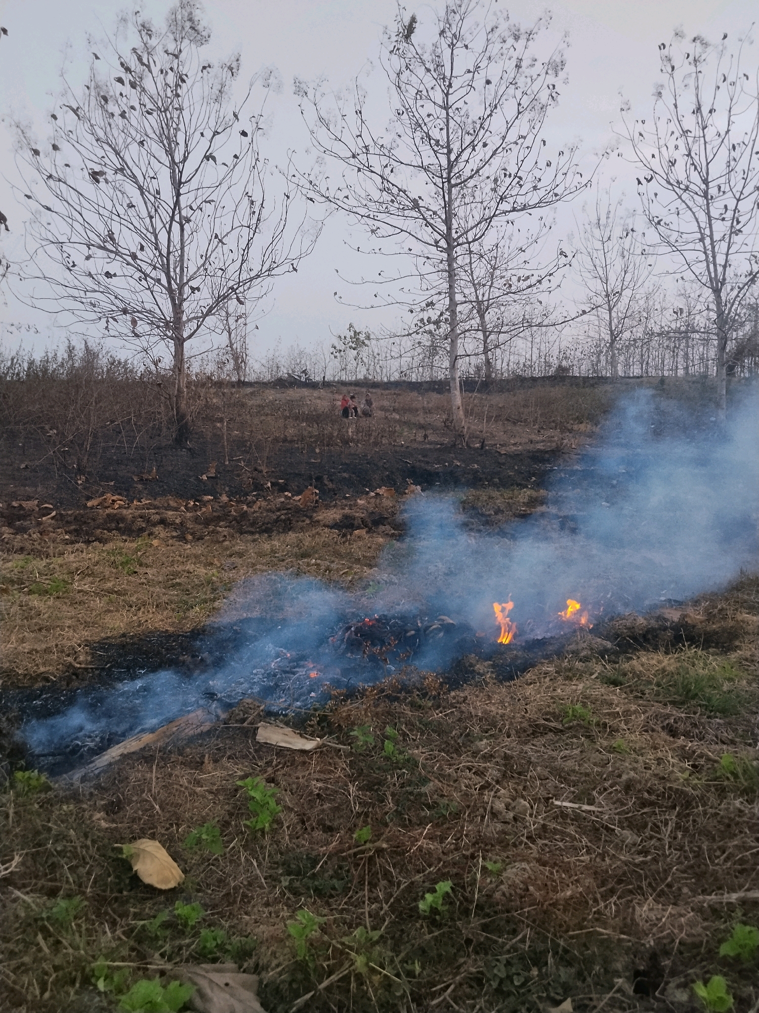 The image depicts a field with sparse trees in the background, some of which are bare of leaves, suggesting a dry season. In the foreground, there is a smoldering fire with visible flames and smoke billowing upwards. The ground is covered with dry grass, ash, and debris, indicating recent burning. In the mid-ground, on a slightly elevated area, a small group of people, appearing to be children or young adults, are seated. The overall environment is rural, consistent with the location of Ledok, Indonesia.
