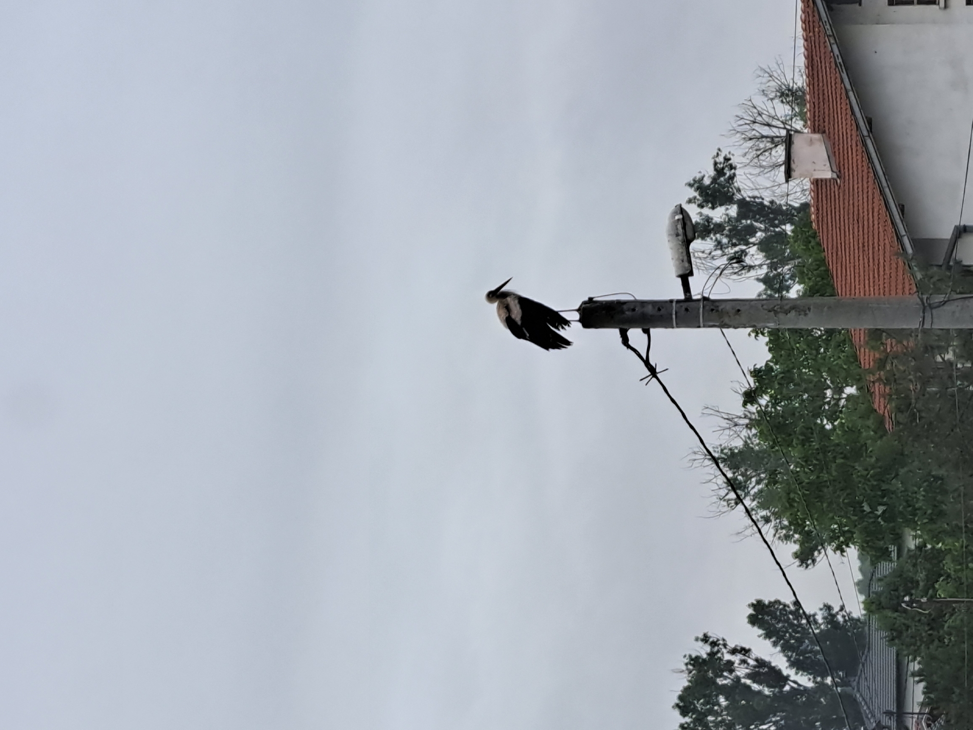 A stork stands perched atop a concrete utility pole under a cloudy sky. The bird is silhouetted against the sky, with its white body and black wings clearly visible. The pole is equipped with a streetlamp and appears to be in an urban or suburban setting, as indicated by the presence of rooftops and trees in the background. The overall impression is one of stillness and a momentary pause in the bird's activity.