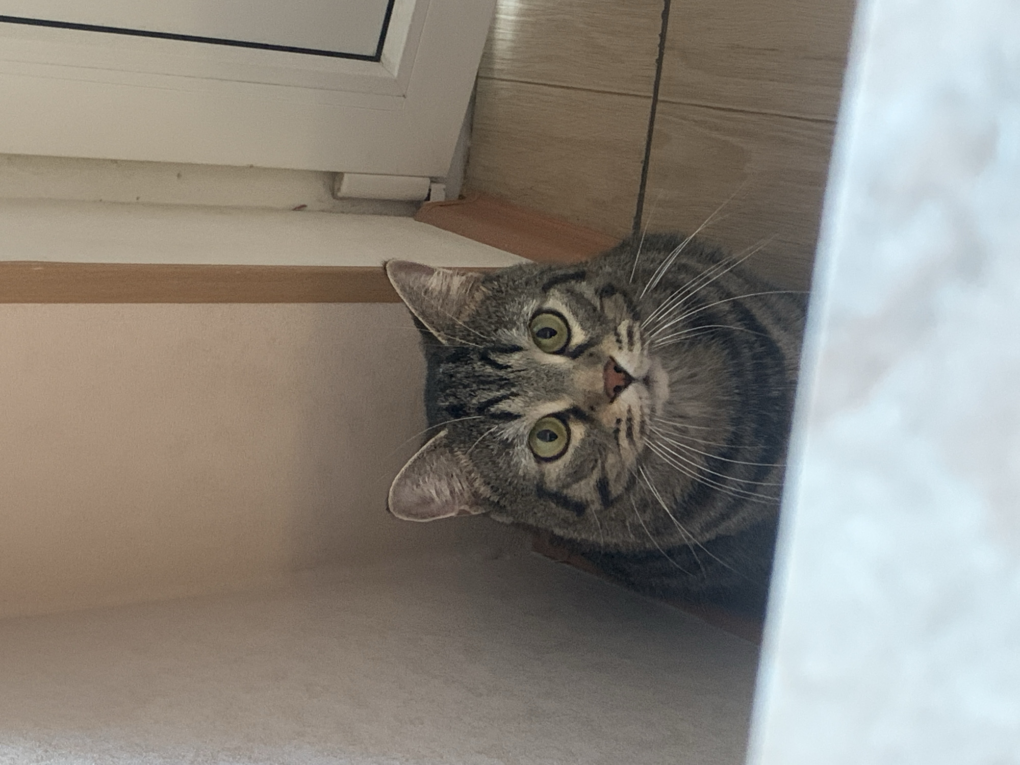 A tabby cat with green eyes is sitting on a wooden floor, looking directly at the camera. The cat is partially obscured by a white surface in the foreground. The background consists of a beige wall and a white door frame. The lighting is natural, coming from the right side of the image.