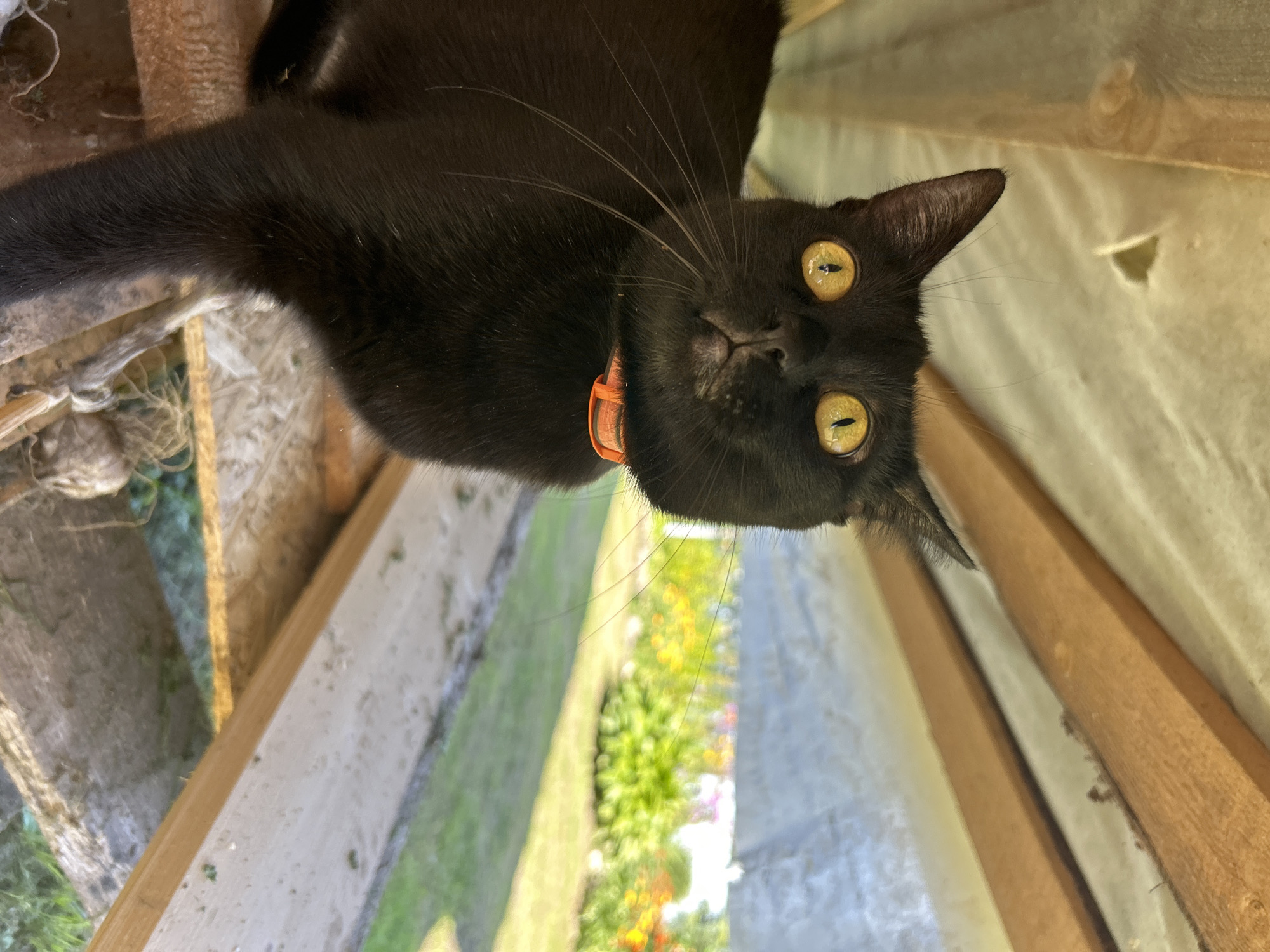 The image shows a black cat with bright yellow eyes wearing an orange collar. The cat is positioned under a wooden structure, possibly a roof or shelter, with visible wooden beams and a light-colored, possibly fabric, material above. Outside the shelter, a garden with green grass and colorful flowers is visible. The overall scene suggests an outdoor setting in a rural or suburban area, likely during the daytime due to the sunlight. There are no people or human interactions depicted in the image. The specific location in the city of Калицино, Russia is not identifiable from the image itself, as there are no landmarks or context clues that link it to that specific geographical area.