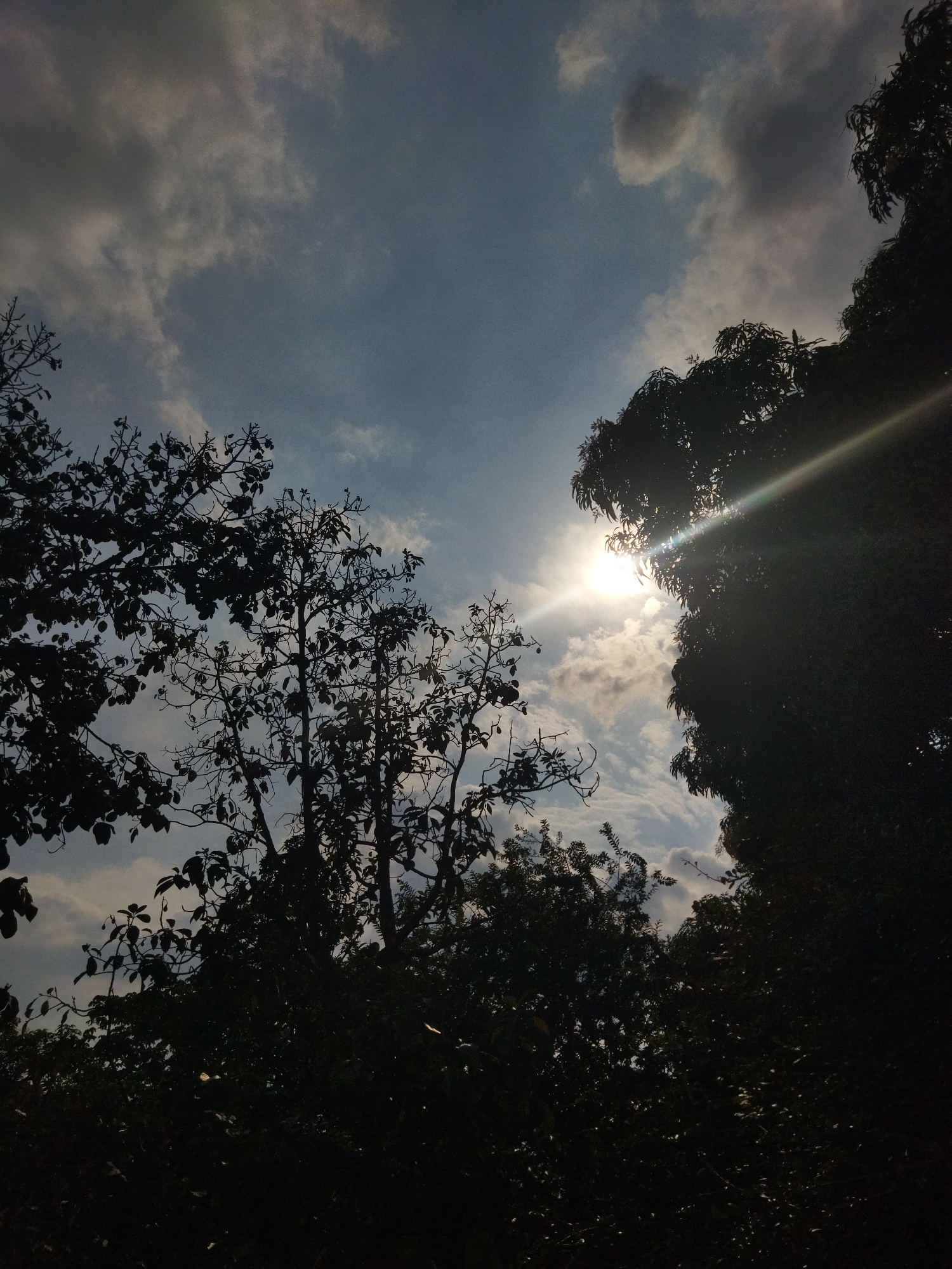 The image captures a view of the sky through a dense canopy of trees, likely located in Tinaquillo, Venezuela. The sun shines brightly through the branches, creating a lens flare effect. Scattered clouds dot the sky. The trees are silhouetted against the light.