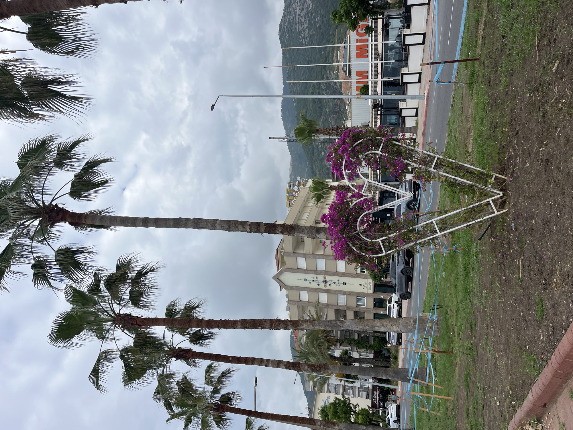 The image shows a street scene in Alanya, Turkey, under an overcast sky. Palm trees line the street, their tall trunks and fan-like fronds reaching towards the sky. On the right side of the image, there is a decorative heart-shaped metal structure adorned with purple flowering vines. Behind the structure, a road is visible with a building further in the background. "MIGROS" sign written in red is visible atop one building. Mountain ranges can be seen in the distance. The ground on the right is a mix of grass and bare earth, with blue tape around some of the trees. A building featuring a stylized clock or planetary design is on the side. Cars are parked on the roadside, suggesting a public area.
