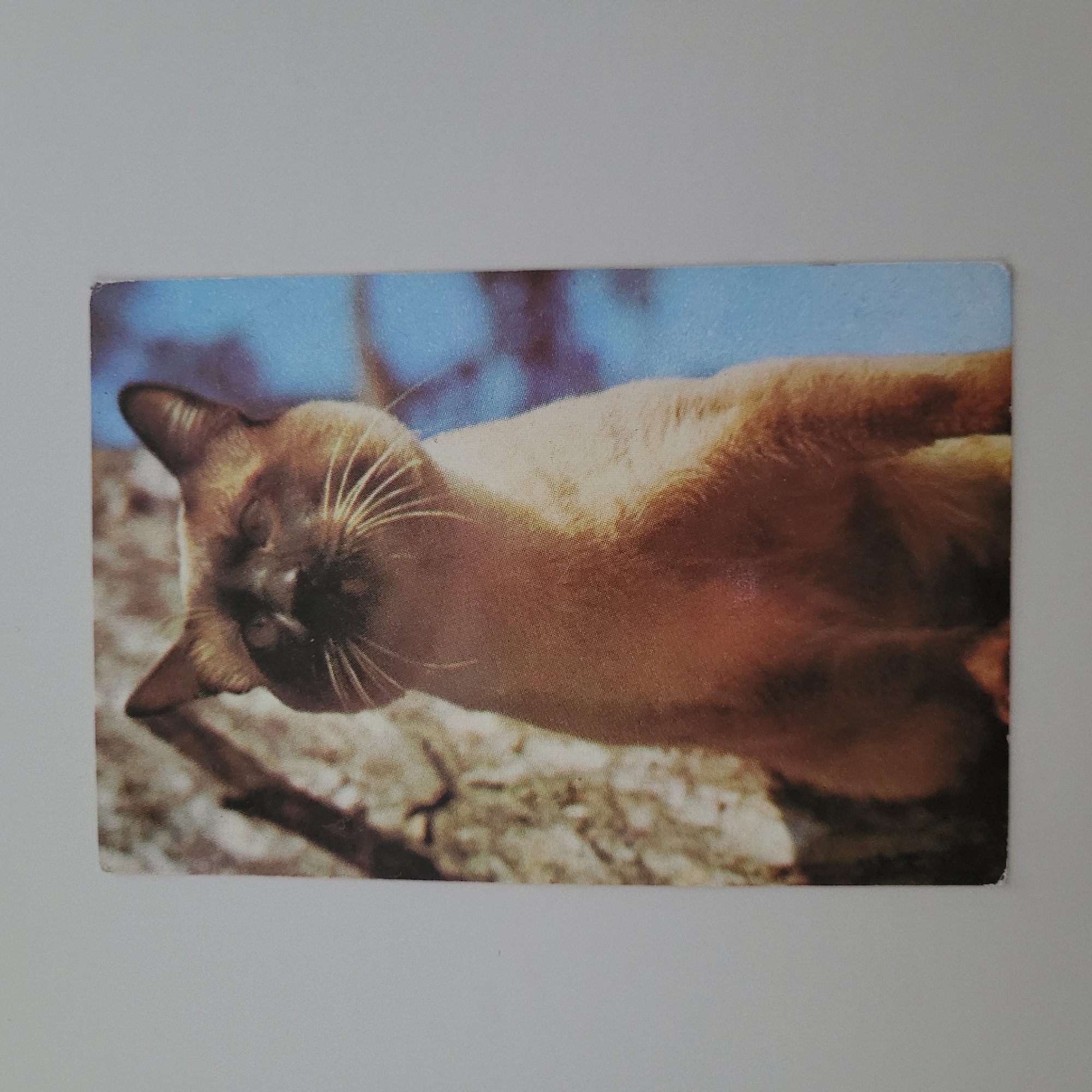 This is a photograph of a Siamese cat sitting outdoors, possibly on a tree branch, with a blue sky in the background. The cat has characteristic dark points on its ears and face. The image quality is slightly grainy, suggesting it might be an older photograph. The setting does not provide any specific clues to pinpoint a location within Jūrmala, Latvia.