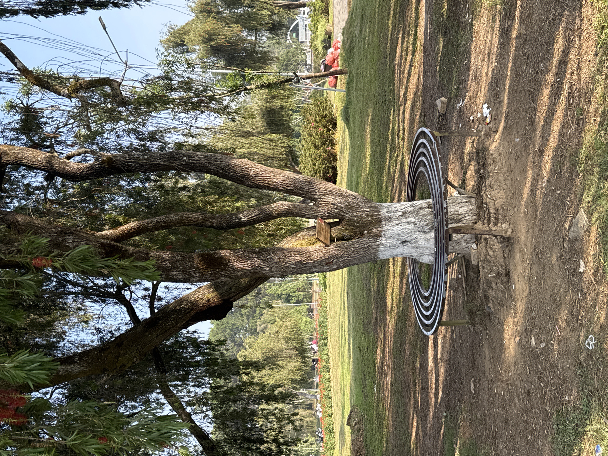 An outdoor park or garden scene features a prominent, large, multi-branched tree in the foreground, illuminated by bright sunlight. The tree has thick, textured bark, and its lower trunk is painted white. A circular metal bench with several concentric rings wraps around the base of the tree, offering a resting spot.
The ground around the tree is a mix of dried grass and dirt, with long, distinct shadows cast by unseen objects, suggesting either morning or late afternoon sun. Scattered pieces of litter, including white paper and what appears to be plastic, are visible on the dirt. The tree itself has lush green foliage with long, narrow leaves and some clusters of vibrant red, brush-like flowers.
In the midground and background, dense green trees and foliage create a verdant landscape. Through the trees, a grassy area is visible where groups of people are present, some wearing bright orange attire, possibly indicating uniforms or specific activity participants. The far background suggests further park areas or structures. Overhead, a clear blue sky is crisscrossed by several thin wires, likely power lines or communication cables, with a light pole visible among the branches. A small, unreadable wooden plaque is attached to the main tree trunk. The overall setting is consistent with a public park in a location like Da Lat, Vietnam, characterized by natural beauty and public recreation.