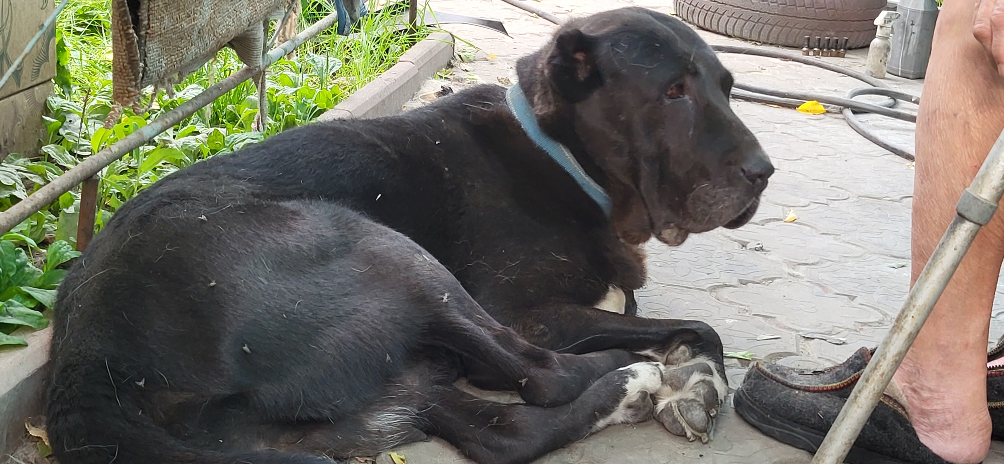 This media file shows a large, black dog with loose skin around its jowls and a light blue collar, lying down on a paved surface. The dog is seen in profile, with its head resting on its paws. Its fur appears slightly unkempt, with some white hairs and small white specks, possibly debris or insects, visible on its back and legs. One of the dog's paws, with black and white markings, is prominently displayed.
The setting appears to be an outdoor area, possibly a yard or a patio. Behind the dog, there is lush green vegetation and a rusty metal bar supporting a piece of burlap or woven material. The paved ground has a patterned texture. In the background, a car tire, various hoses, a plastic bottle, and what looks like metal objects are scattered around. A person's leg and foot, wearing a dark slipper, are visible in the right side of the frame, suggesting the dog is with its owner. The lighting suggests it is daytime, with no strong shadows indicating late evening or early morning. The presence of greenery and the casual outdoor setting hint at a warm season. The overall mood is relaxed, with the dog appearing to be resting comfortably in its environment. No visible text is present in the image.