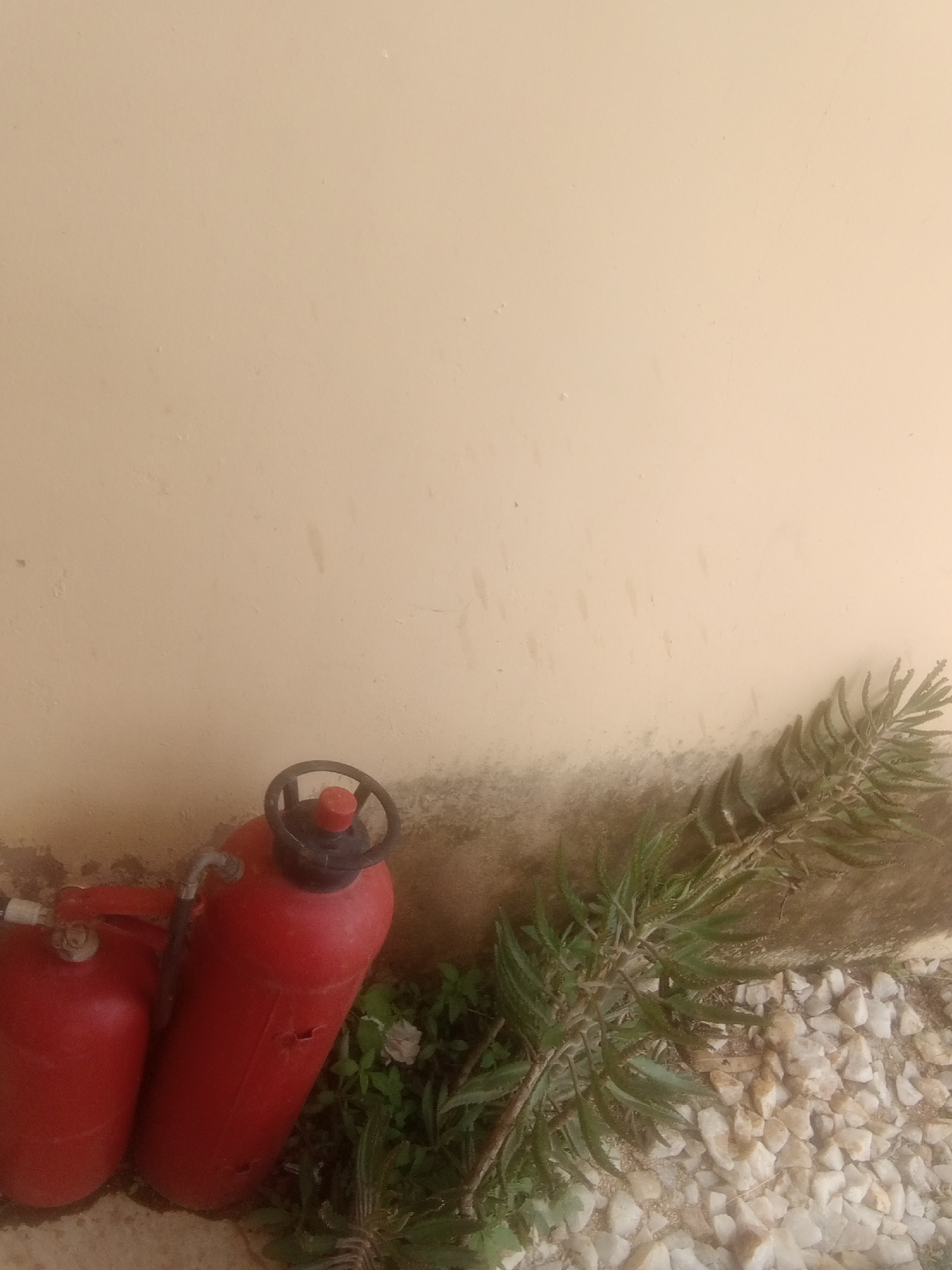 Two red fire extinguishers are leaning against a light-colored wall. The larger extinguisher is in the foreground and is upright, while the smaller one is to its left and is slightly tilted. A green leafy plant is growing in front of the fire extinguishers and extends towards a pile of white pebbles to the right. The wall has some dark staining near the ground. The image appears to have been taken outdoors during daylight. There is no visible text in the image. The location context is Jalingo, Nigeria.