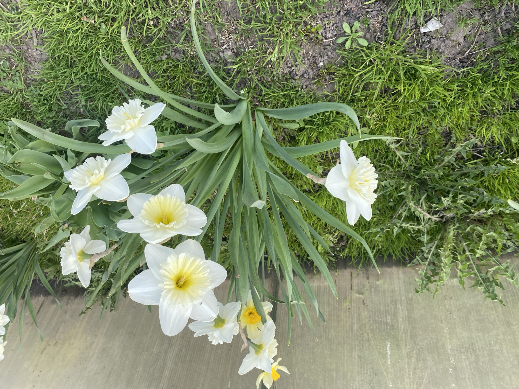 The image depicts a patch of white and yellow daffodils growing in a grassy area adjacent to a concrete surface. The daffodils are in various stages of bloom, with some flowers fully open and others still emerging. The grass is green and slightly overgrown. The concrete surface appears to be a sidewalk or curb. The image does not contain information to confirm the location in the city of Chaikovsky, Russia.