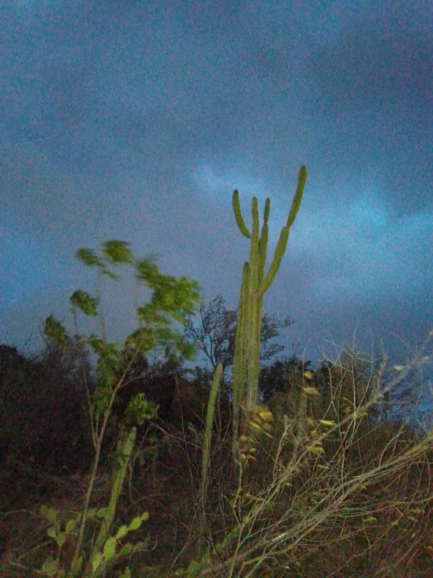 The image depicts a night scene in a dry, scrubby environment. A tall, green cactus is the central feature, rising above the surrounding vegetation. Several trees and shrubs are also visible, some with leaves and some with bare branches. The leaves on some trees are blurred, suggesting wind. The sky is a dark blue, potentially indicating dusk or night. The specific location and presence of people, subjects, or interactions are not discernible from the image.