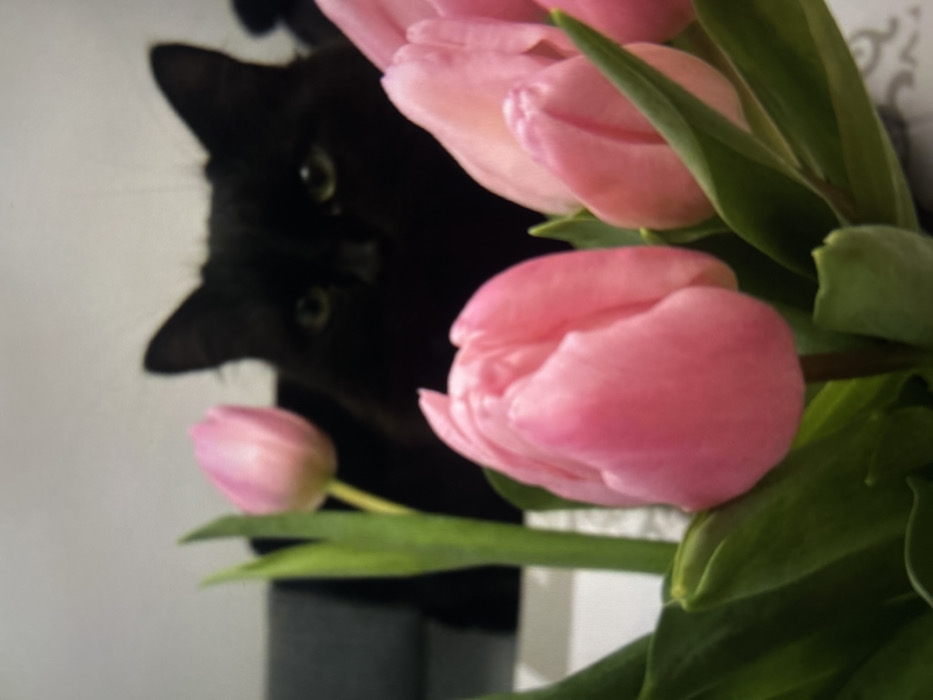 A black cat peers from behind a bouquet of pink tulips. The cat's face is partially obscured, but its eyes and ears are visible. The tulips are the primary focus, with large, soft pink petals and green leaves. The background is out of focus, showing hints of a white wall and possibly a piece of furniture. The lighting emphasizes the colors of the flowers and the cat's dark fur.