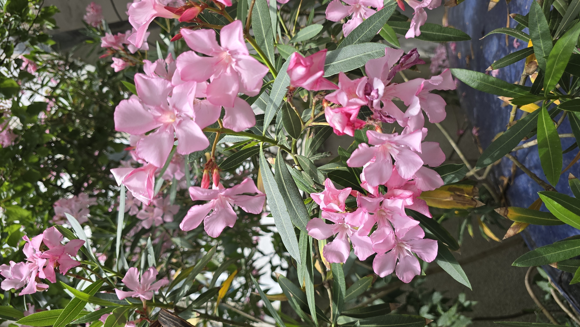 In a close-up, vertical shot, a cluster of vibrant pink oleander flowers blooms amidst lush green foliage. The flowers, with their delicate petals, are the central focus, their soft pink hues creating a gentle contrast with the deep green of the leaves. The leaves themselves are long and slender, characteristic of the oleander plant, and are arranged in a way that suggests a dense shrub. The background is blurred, hinting at an outdoor setting with dappled sunlight filtering through the leaves, creating a natural and serene atmosphere. The image is devoid of any human presence or urban elements, suggesting a natural, uncultivated environment. The overall impression is one of natural beauty and tranquility, with the oleander flowers serving as the primary subject of attention.