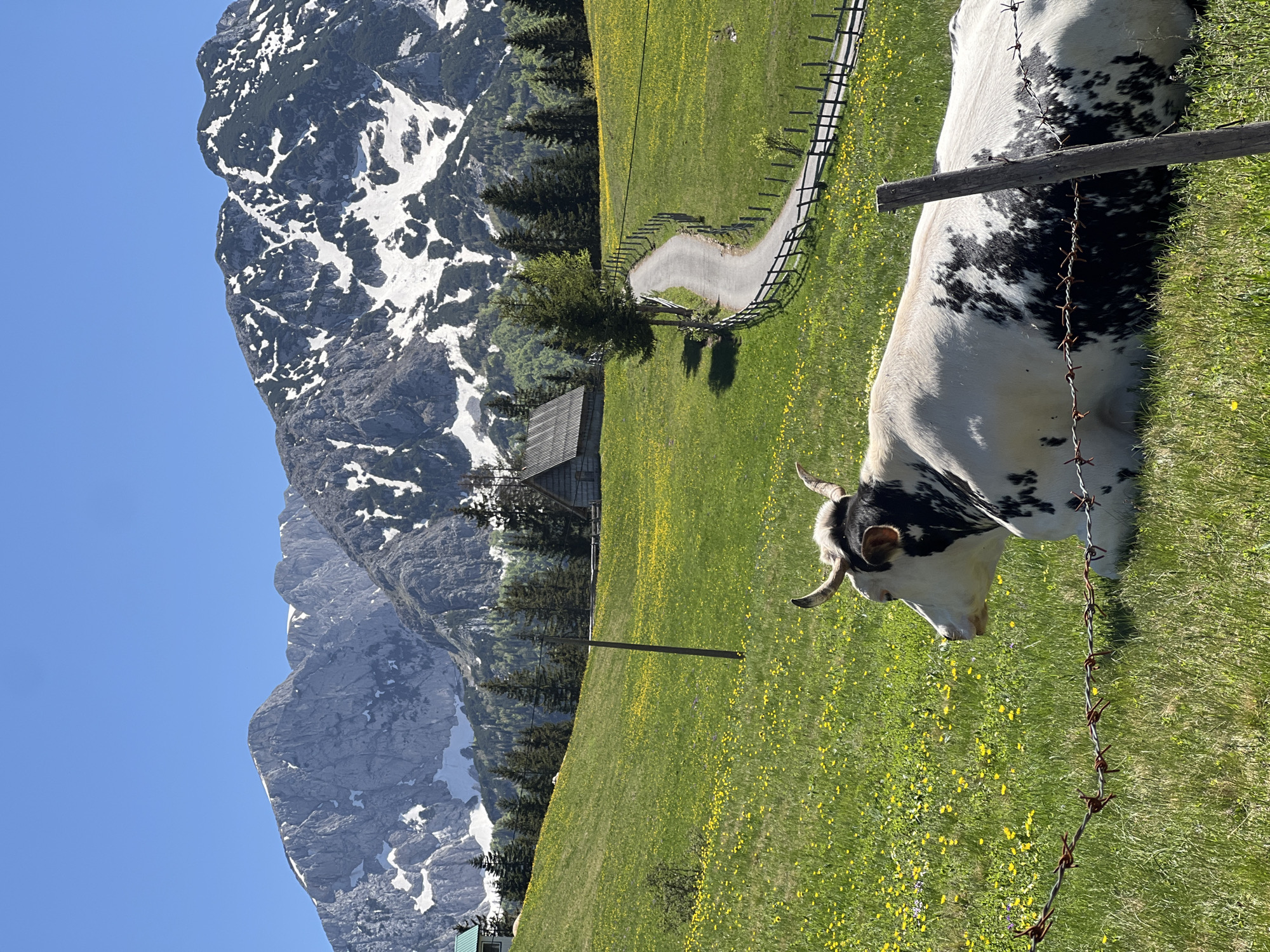 A cow with black and white patterned fur stands on a grassy, flower-filled field. A barbed wire fence separates the cow from the viewer. Beyond the field, a gravel path winds through the landscape. A small wooden building sits near a cluster of evergreen trees. In the background, a tall mountain range with patches of snow rises against a clear blue sky. The photograph likely depicts a rural or pastoral scene in Bosača, Montenegro.