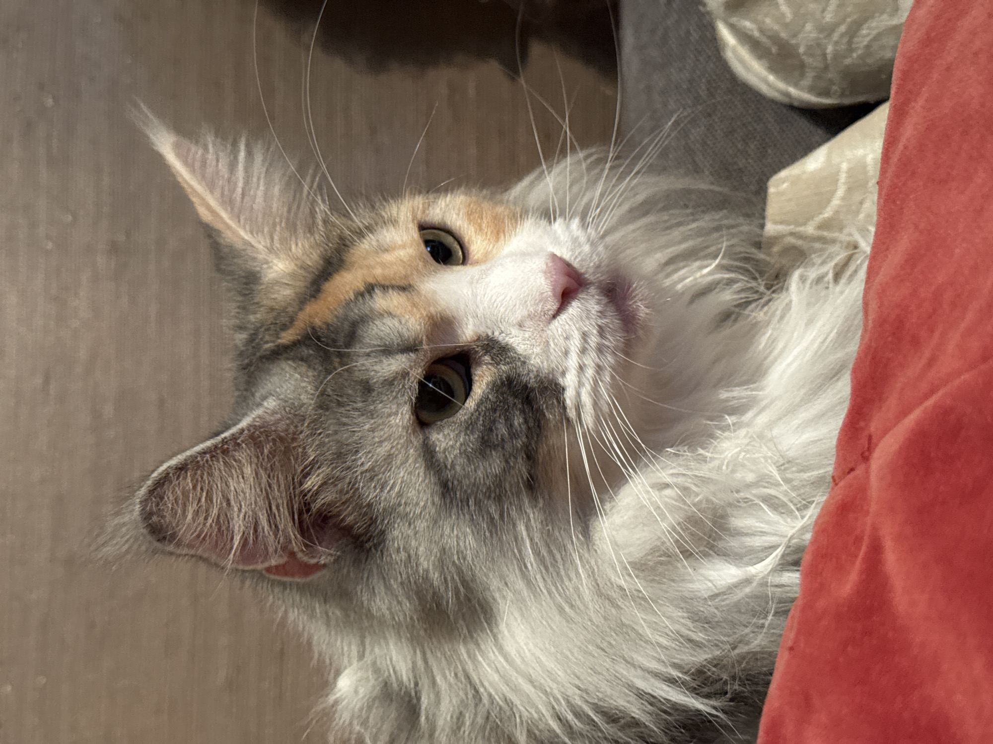 A calico cat with long, fluffy fur and large ears is the subject of this close-up portrait. The cat's fur is a mix of gray, white, orange, and black. Its eyes are green and its nose is pink. The cat is looking to the right of the frame, with its mouth slightly open. The background is a blurry wooden surface. The cat is positioned on a red fabric, which appears to be a blanket or cushion. The image is a vertical, close-up shot, taken indoors. The lighting suggests natural light coming from the left. There is no identifiable location in Zelenograd, Russia, or any discernible action or interaction.