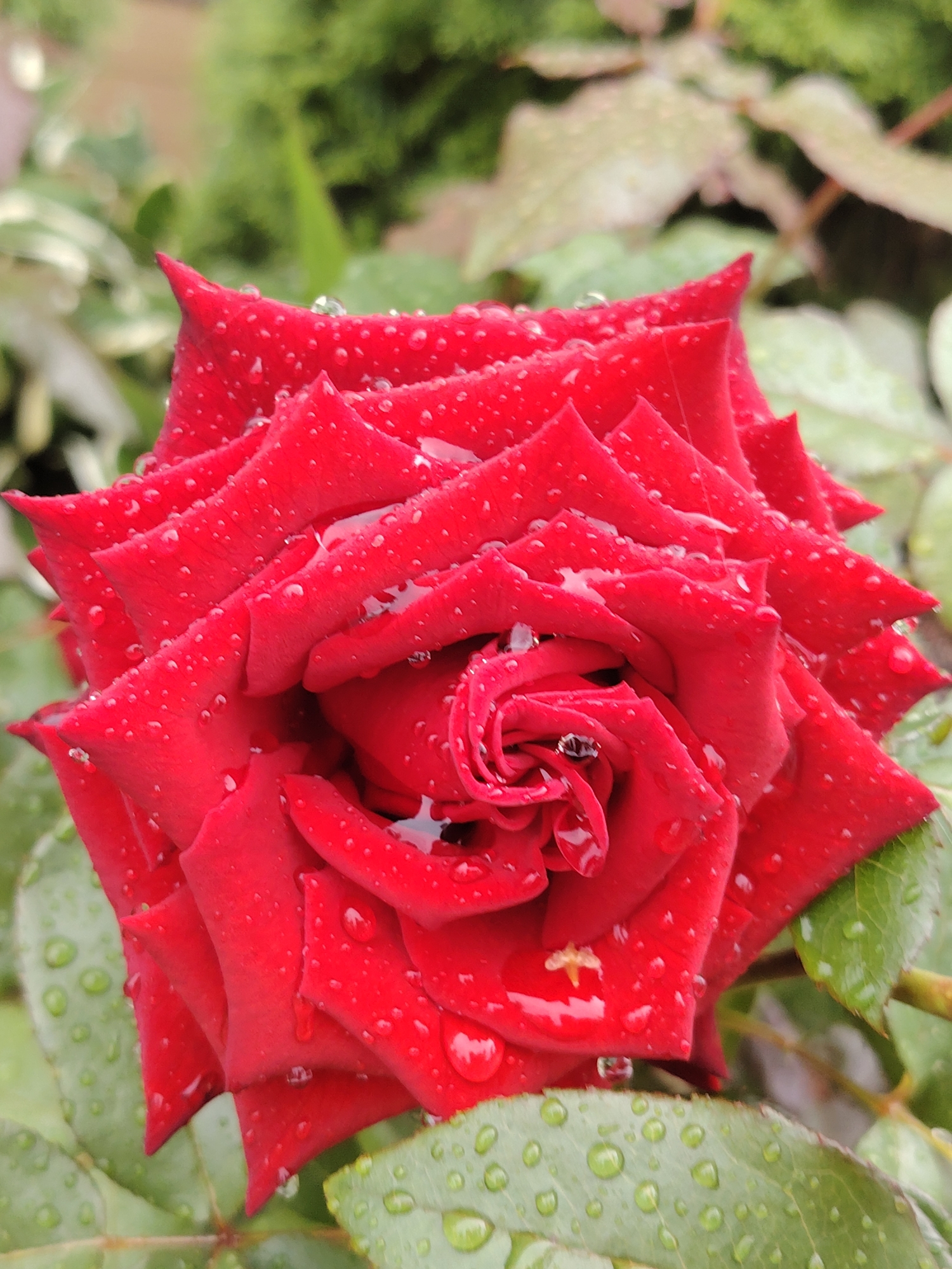 Memory