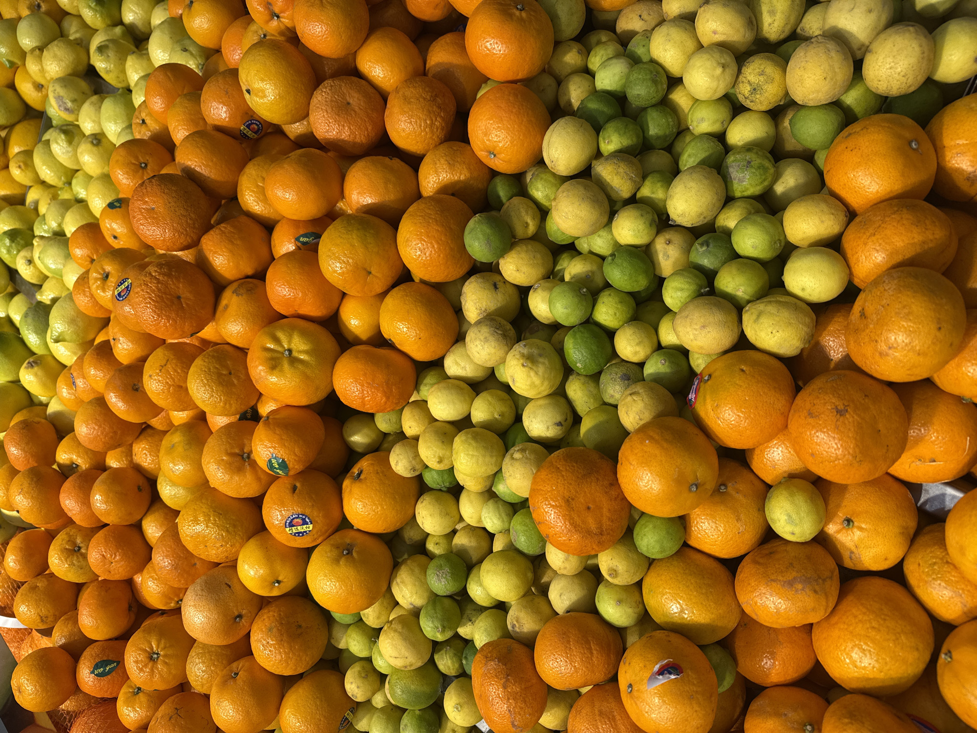 The image depicts a vibrant, overhead view of a large display of fresh citrus fruits. The foreground is dominated by an abundance of oranges and mandarins, characterized by their bright orange hues and textured skins. Scattered amongst the oranges are smaller, round fruits, predominantly limes and lemons, in varying shades of green and yellow. The fruits are densely packed, creating a rich tapestry of color and texture. Some of the oranges bear small stickers, one of which is clearly visible with a blue and white design and Arabic text. The lighting suggests an indoor setting, likely a market or grocery store, possibly a supermarket in Dubai, United Arab Emirates, given the context of the prompt and the common availability of such produce in that region. The scene is static, with no individuals or actions depicted.