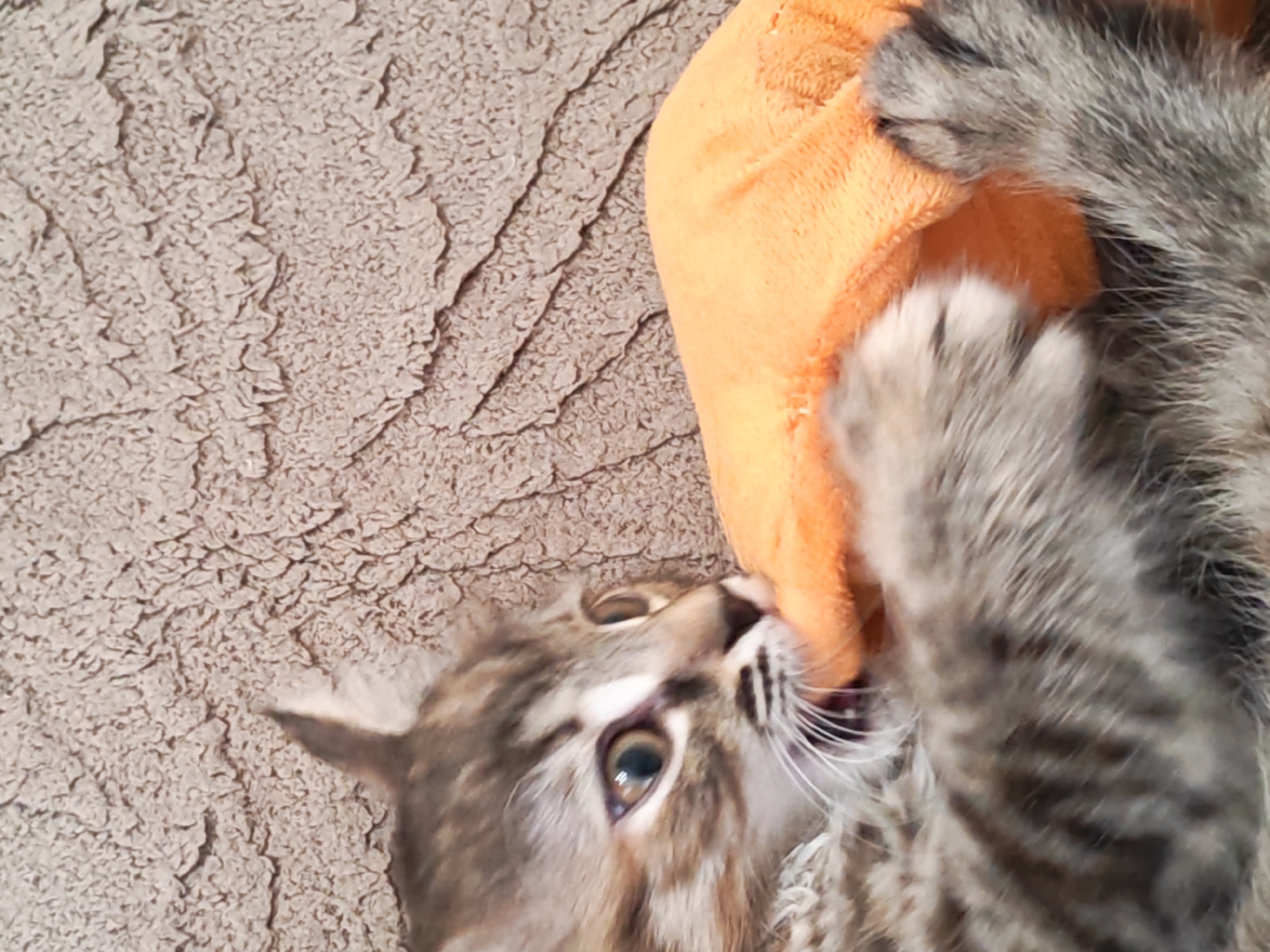 A close-up, overhead shot shows a tabby kitten playing with an orange plush toy on a textured, light brown carpet. The kitten is lying on its back, with its head and paws visible. Its eyes are wide open, and its mouth is slightly open, as if in play. The orange toy is partially obscured by the kitten's paws and body. The carpet has a dense, looped texture, creating a mottled appearance.