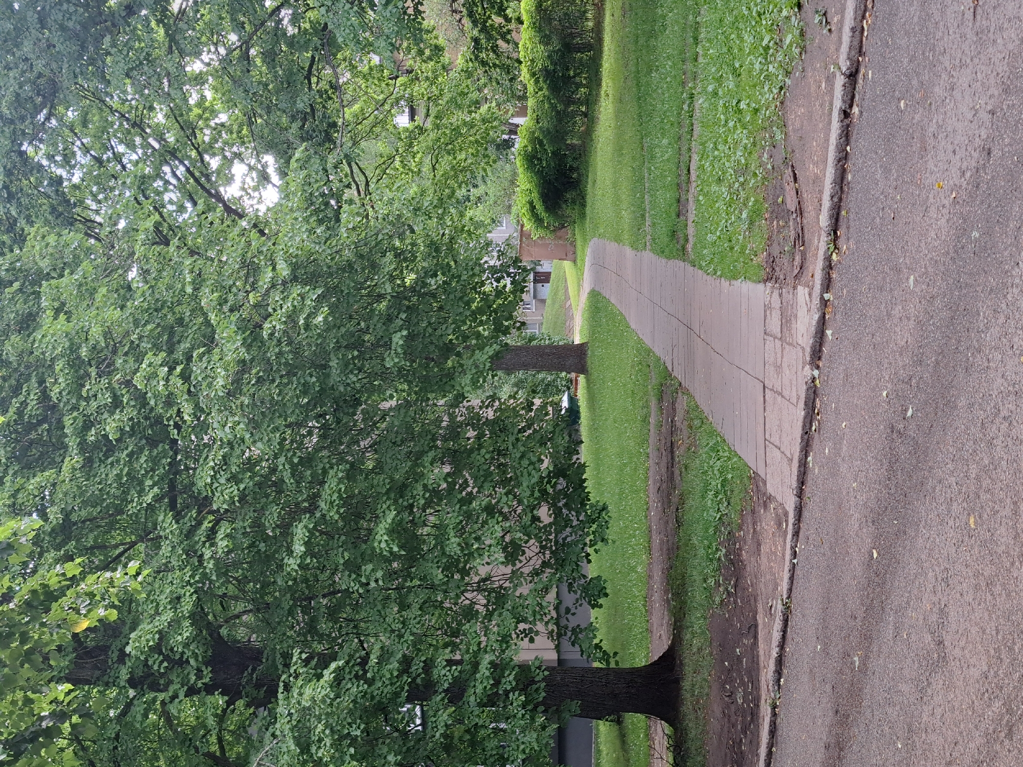 A paved walkway curves through a grassy area adjacent to a tree-lined street in Riga, Latvia. On the left, a large tree with dense green foliage overhangs the walkway. Behind the tree, a portion of a building with visible windows is present. The walkway is made of light-colored concrete slabs and is bordered by grass on both sides. Further into the scene, a neatly trimmed green hedge runs along the right side of the walkway. In the distance, more trees and buildings can be seen. The ground is covered in green grass, with some scattered leaves and debris. The sky is overcast, suggesting a cloudy day. There are no people or animals visible in the image.