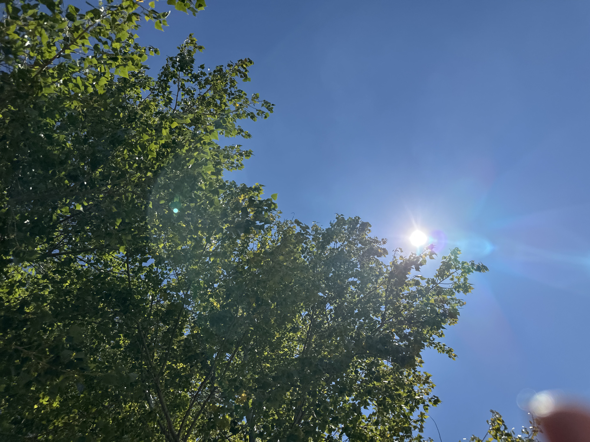 The image is a low-angle shot looking up at a clear blue sky with sunlight filtering through the leaves of a tree. The sun is visible, creating lens flare and light streaks. The tree's branches and green leaves occupy the upper left portion of the frame. No people or specific identifiable landmarks within Gornyi Erik, Russia, are present.