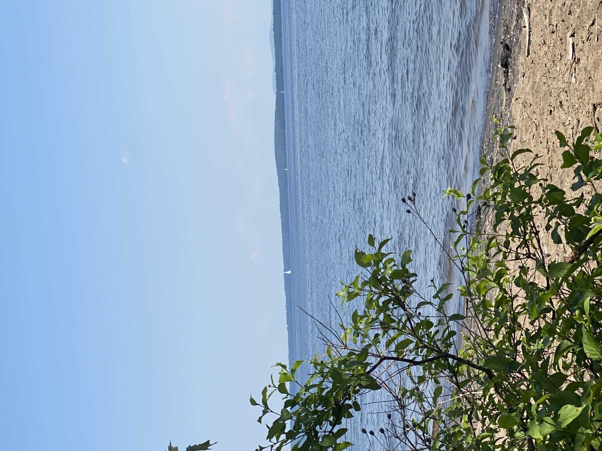 This image depicts a serene waterscape with a shoreline. The primary subjects are the vast expanse of water, a sandy and debris-strewn beach, and lush green foliage in the foreground. The water appears calm with gentle ripples, reflecting the clear blue sky. Several small sailboats are visible in the distance on the water, suggesting a recreational activity.
The setting is likely a lake or a wide river, with a distant shoreline of trees visible across the water. The beach is comprised of sand, small stones, and a scattering of natural debris like twigs and dried leaves. The foliage in the foreground consists of green leaves and thin branches, some with small dark berries or buds.
The time of day appears to be daytime, with bright sunlight casting shadows and illuminating the scene. The sky is predominantly clear blue with a few faint, wispy clouds. The overall mood is peaceful and tranquil. There is no visible text in the image. The location is noted as the Town of Peru, United States of America.