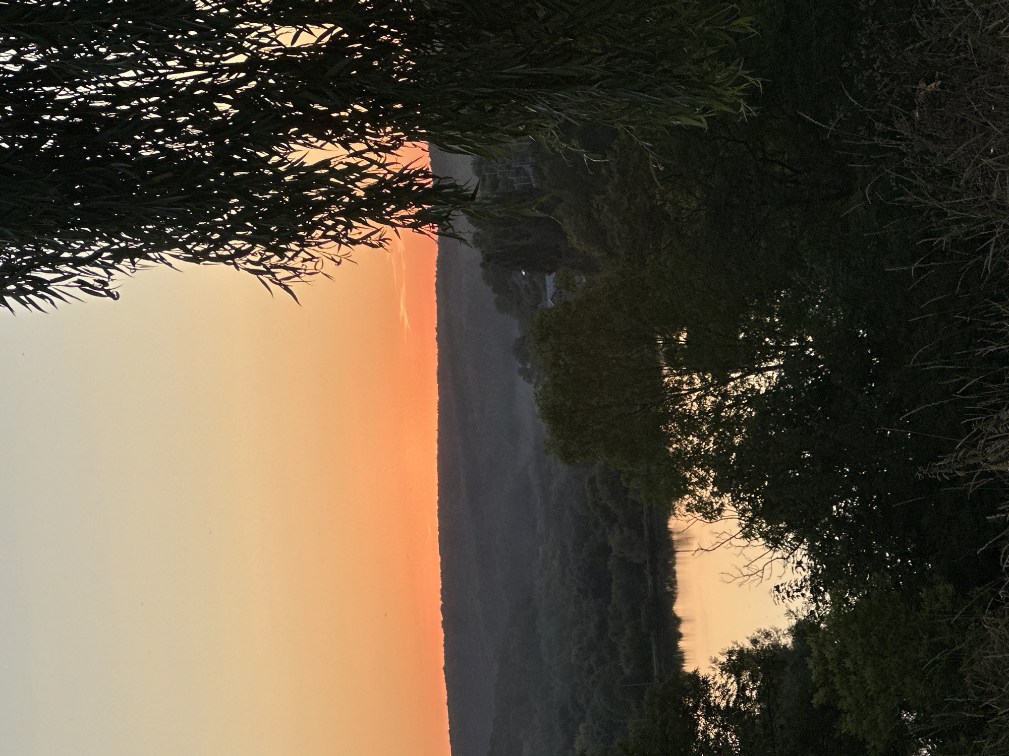 The image depicts a scenic natural landscape, likely near Makiv, Ukraine, during either sunrise or sunset. The sky transitions from a soft pale yellow at the top to a vibrant orange hue near the horizon, with a faint hint of pink. A silhouette of rolling hills covered in dense, dark green forest stretches across the middle ground, with a body of water, possibly a river or lake, reflecting the orange sky in the lower portion of the landscape. In the foreground, the dark silhouette of a weeping willow tree with long, cascading branches and leaves obscures part of the sky and landscape. The lower part of the foreground consists of dry grasses and darker foliage, suggesting a natural, uncultivated area. No people or man-made structures are clearly visible within the main landscape.