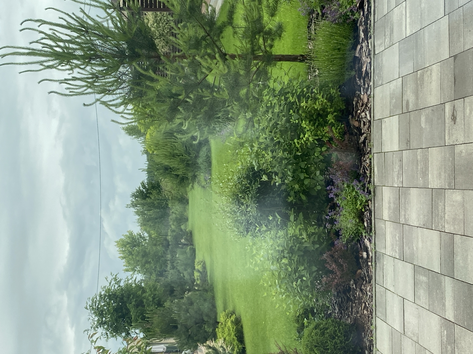 The image captures a serene backyard in Rozhny, Ukraine, on a cloudy day. The foreground features a paved patio with large, light gray rectangular tiles arranged in a staggered pattern. Beyond the patio, a manicured lawn stretches into the distance, bordered by various shrubs and trees.
In the mid-ground, a dense cluster of green bushes dominates the right side of the scene. To their left, a pine tree with a slender trunk and upward-reaching branches stands prominently. The ground around the base of the tree and the shrubs is covered with mulch and small purple flowers. Further back, the lawn is dotted with sculpted evergreen bushes and other trees, creating a lush and well-maintained landscape. A thin wire runs horizontally across the upper part of the image, suggesting it is a utility line. The sky is overcast with soft, gray clouds. The overall impression is one of a peaceful and verdant suburban garden.