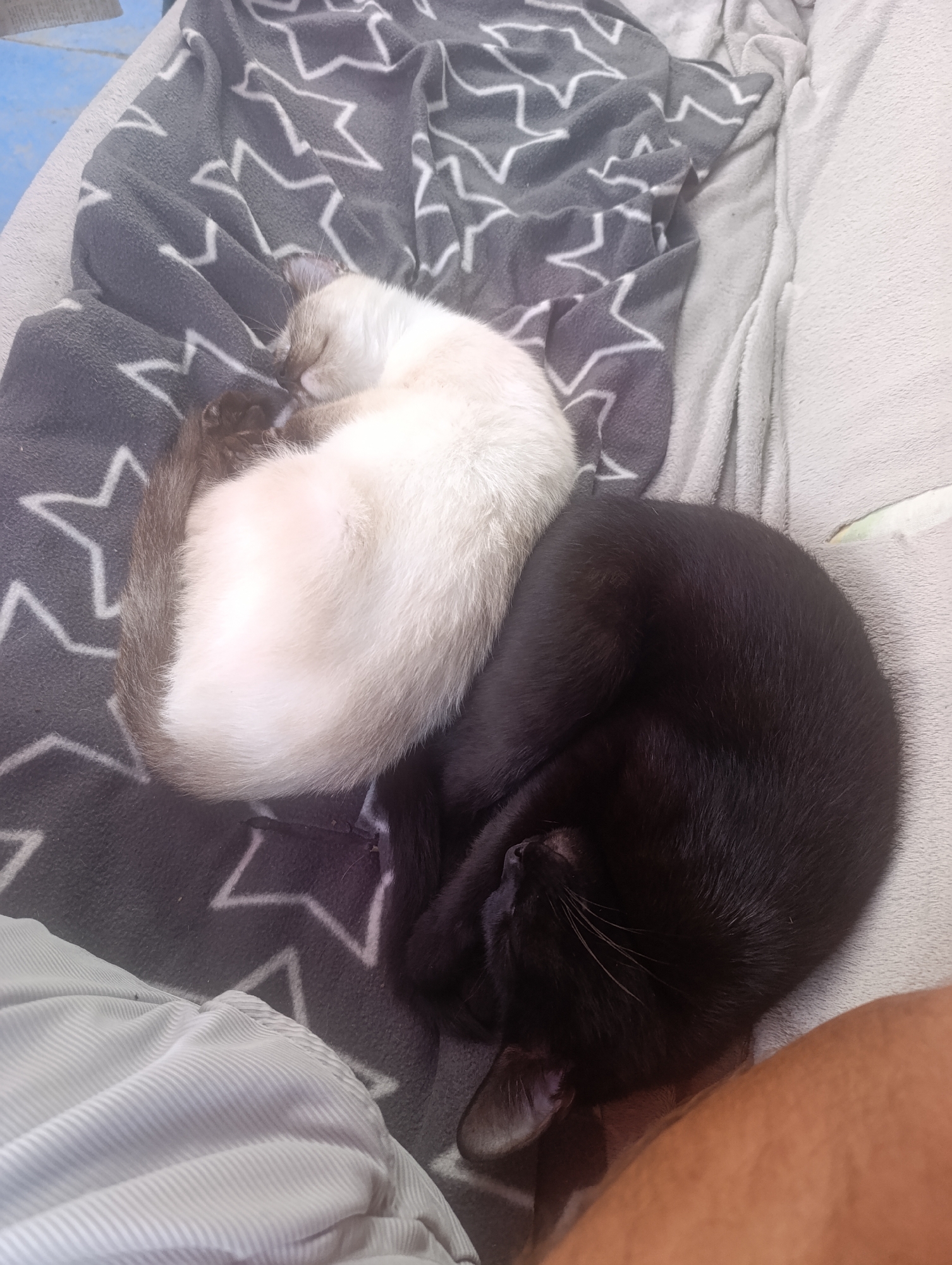 Two cats are sleeping on a bed with a blanket. The cat on the left is a Siamese cat, and the cat on the right is a black cat. They are curled up together, and their bodies are intertwined. The blanket is gray with white stars. The scene is indoors, likely in a home. The photograph was taken from a high angle. There is no information about the location in the city of Zaliznyi, Russia.