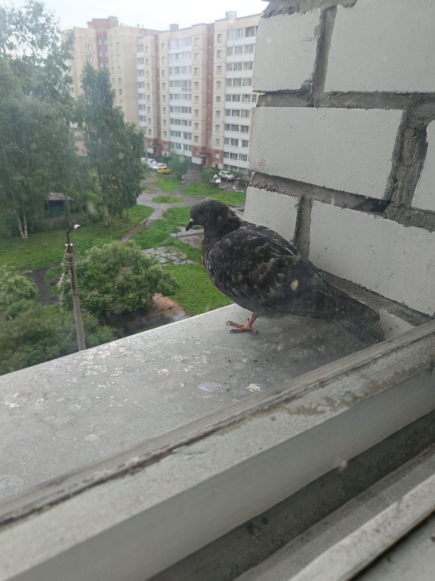 The media file is a medium shot of a pigeon perched on a windowsill. The pigeon is dark gray with lighter speckles and is facing right, looking down and slightly away from the camera. Its feet are visible, gripping the textured surface of the windowsill.
The background shows an apartment building with multiple floors and many windows, suggesting an urban or suburban setting. Green trees and grass are visible below the windowsill, and there are some paved paths and a street with a few cars. The sky is overcast, and the overall impression of the weather is gray and potentially rainy, as indicated by water droplets on the window and the muted light.
The windowsill itself appears to be made of a weathered, gray material with some discoloration and visible texture. Next to the pigeon, a section of a white brick wall is visible, constructed with gray mortar. The image is taken from a slightly elevated perspective, looking down and across the scene. There is no discernible text in the image. The mood is somewhat subdued, likely due to the overcast weather and the solitary subject.