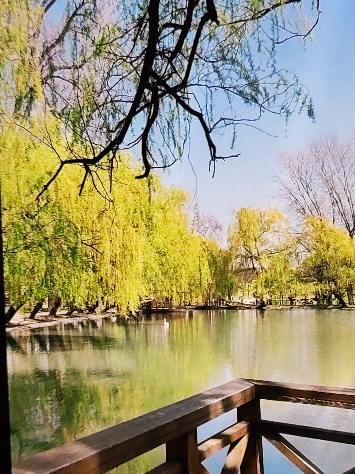 The image depicts a serene lake scene, likely within a park setting, with a focus on lush greenery and tranquil water. In the foreground, a wooden railing and part of a wooden structure suggest a viewing platform or balcony overlooking the lake. The water's surface reflects the surrounding trees and the sky, creating a soft, painterly effect.
Along the far bank of the lake, a dense line of trees with vibrant, lime-green foliage dominates the landscape. These trees appear to be weeping willows, characterized by their drooping branches that trail towards the water. Bare branches of other trees, some silhouetted against the sky, are visible in the upper portion of the image, indicating possibly early spring or late autumn. The sky above is a clear, pale blue, with hints of white clouds or light diffusion.
In the middle ground, further back among the trees, faint architectural elements and structures can be discerned, possibly gazebos or bridges, hinting at a developed park or garden. A small, white object, potentially a swan or a boat, is visible on the water near the center, adding a subtle focal point.
This scene strongly resembles the **Tashkent Botanical Garden**, a prominent green space in Tashkent, Uzbekistan, known for its diverse collection of flora and its picturesque ponds and walking paths. The abundance of weeping willows and the tranquil lake are characteristic features of this location, especially during the spring season when the leaves are at their most vibrant.