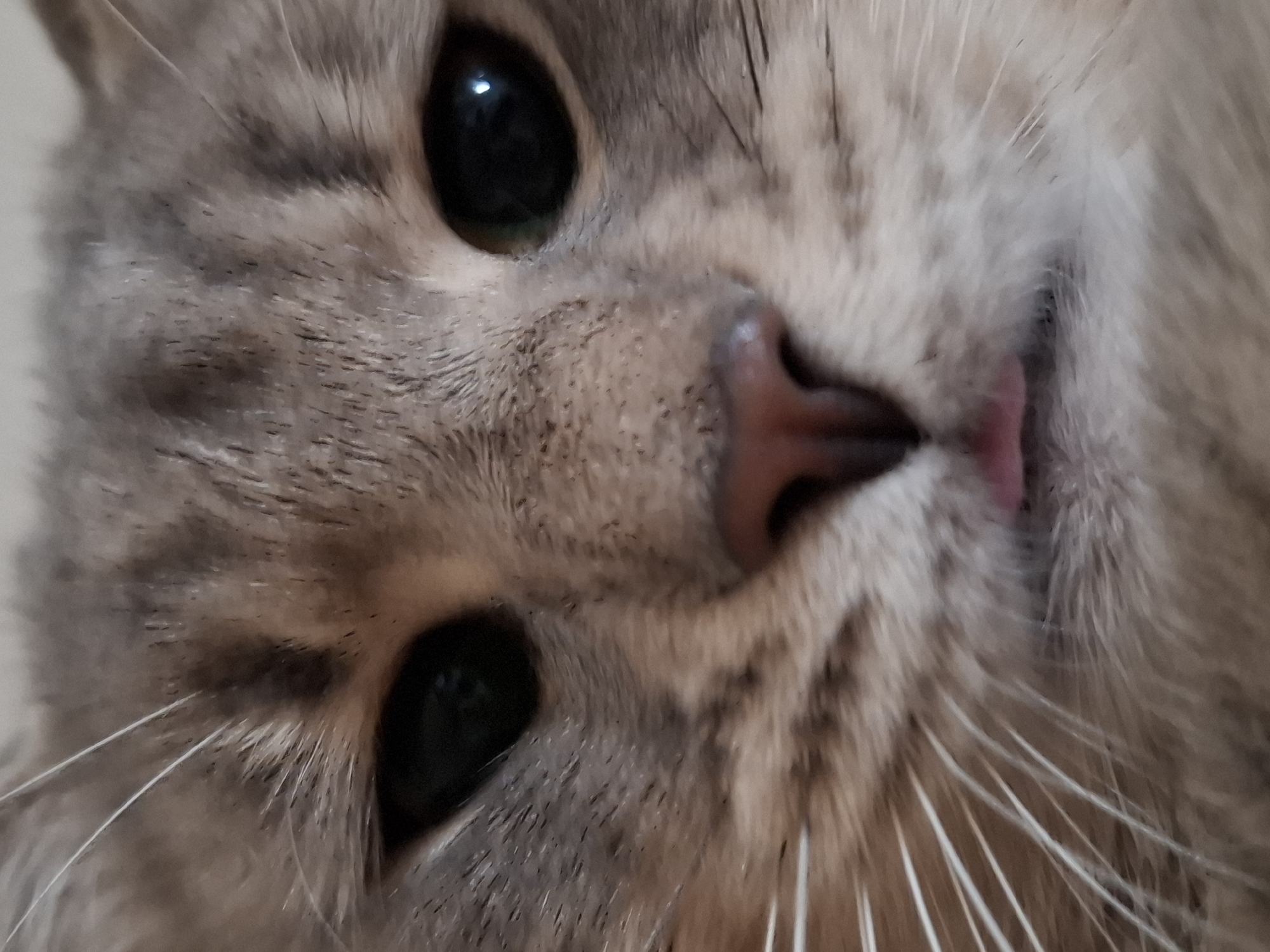 A close-up, slightly rotated image of a cat's face. The cat has gray and beige fur, large black eyes, a pink nose, and white whiskers. The cat's tongue is slightly visible. The location is not discernible from the image. No people, actions, or interactions are depicted.