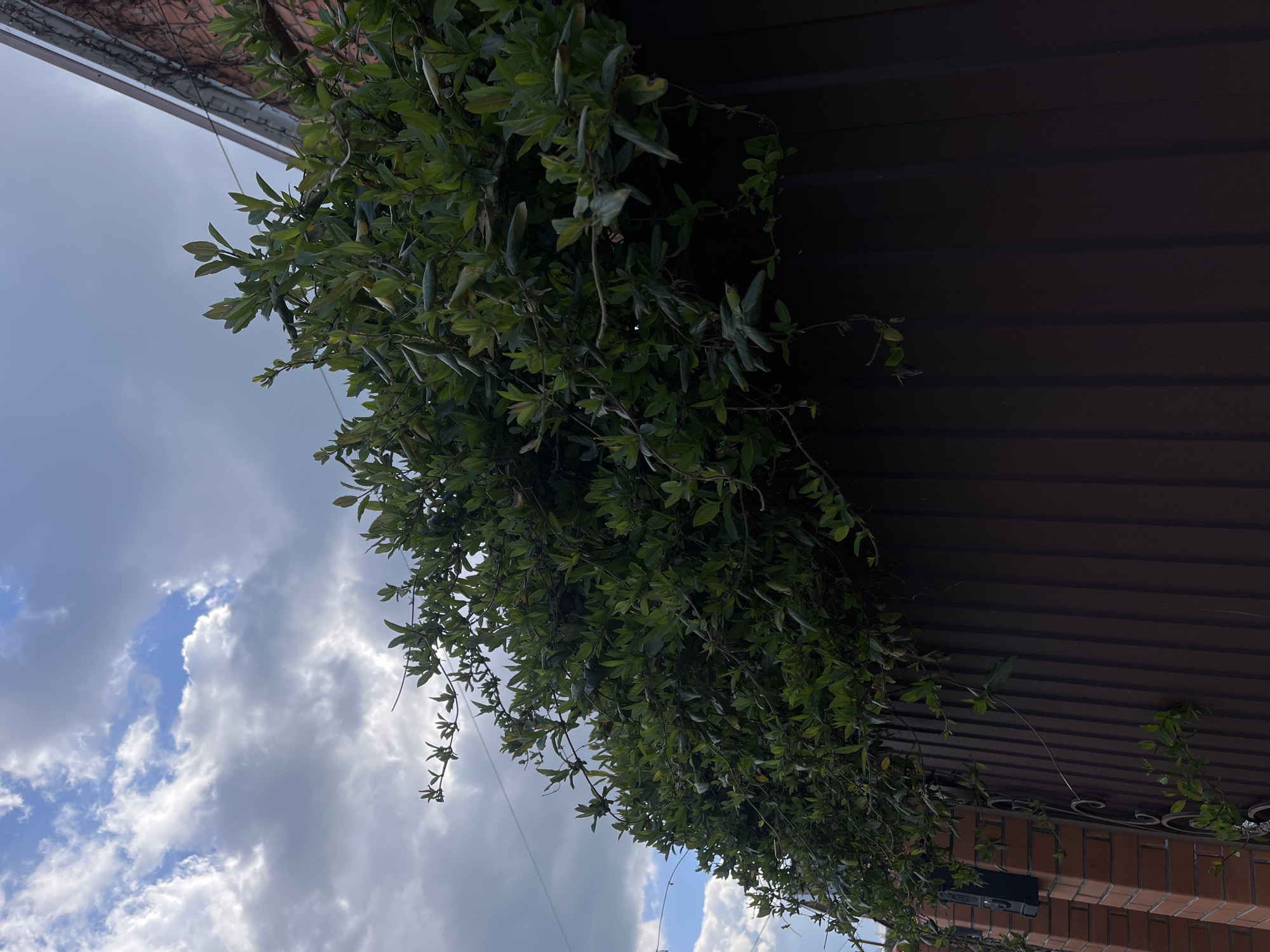 A ground-level, high-angle shot depicts a view of foliage hanging down from a dark brown fence or wall, set against a backdrop of a cloudy blue sky. The foliage is predominantly green, with leaves cascading downwards. The fence/wall appears to be made of a corrugated material. The background includes sections of the sky filled with white and grey clouds. At the lower right corner of the image, there are glimpses of a brick structure and wrought iron detailing. The photograph does not contain any people or explicit interactions. The location and the date are not evident from the image.