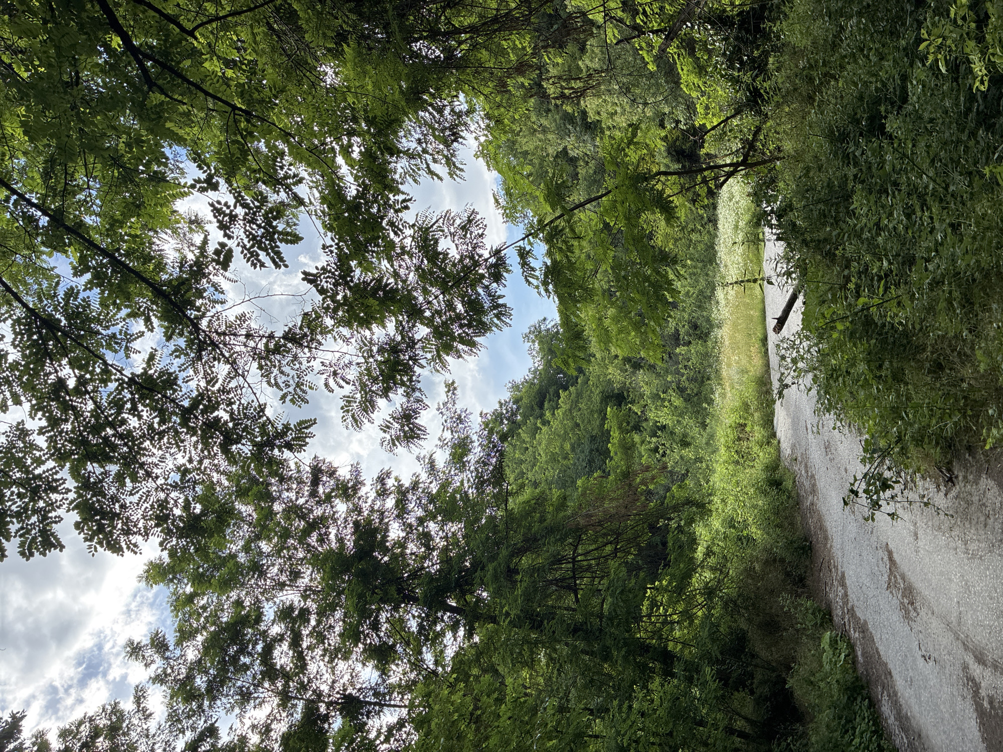 The image depicts a winding dirt road through a dense forest in Hrabrino, Bulgaria. The road is flanked by lush green foliage and tall trees, with sunlight filtering through the leaves, creating dappled patterns on the ground. The sky above is a mix of blue and white clouds. There are no people or animals visible in the scene. The environment appears natural and undisturbed, suggesting a peaceful, secluded location.